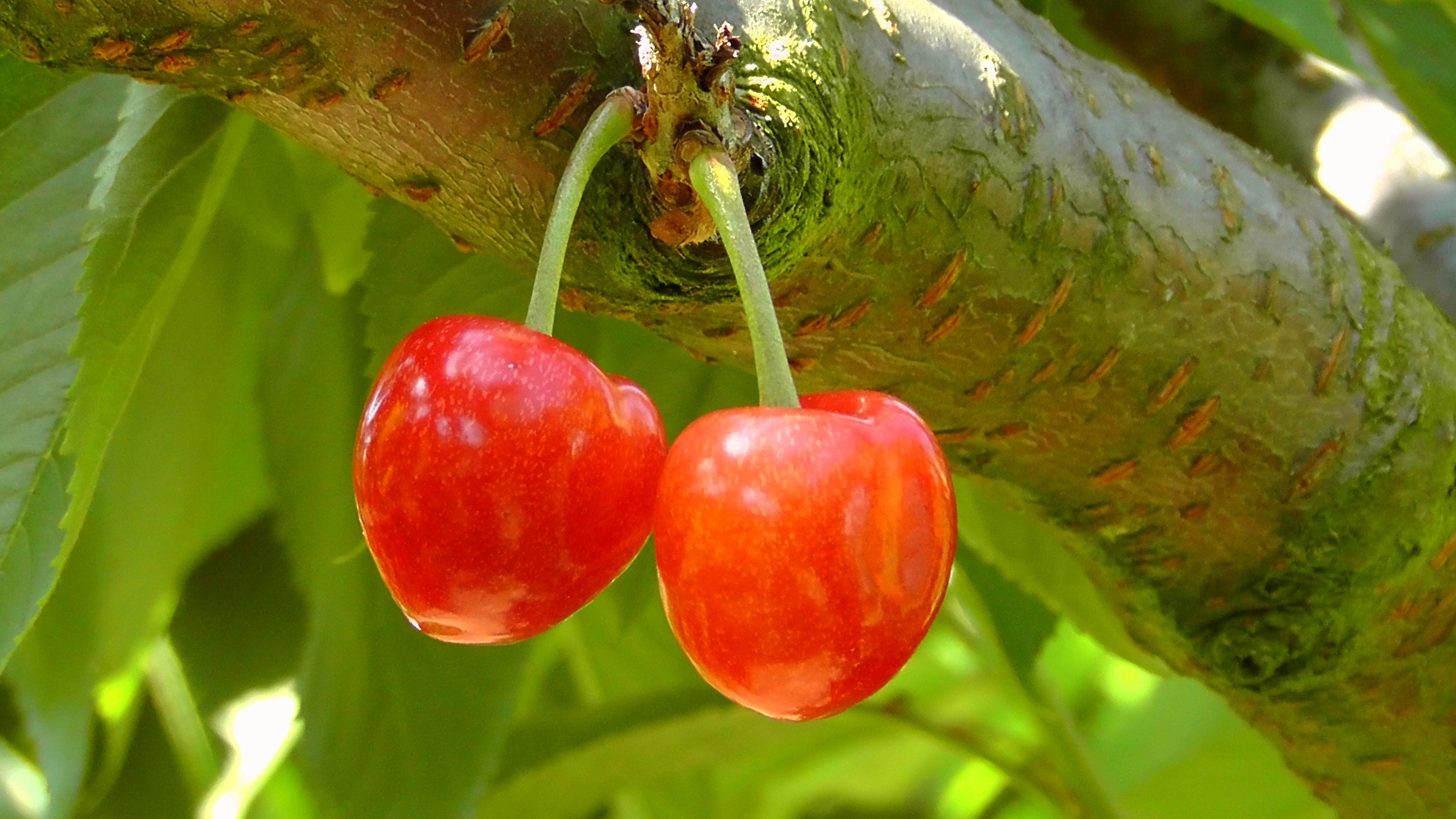 cherries cherry red the fruits of the tree sweet 4k, HD Wallpaper