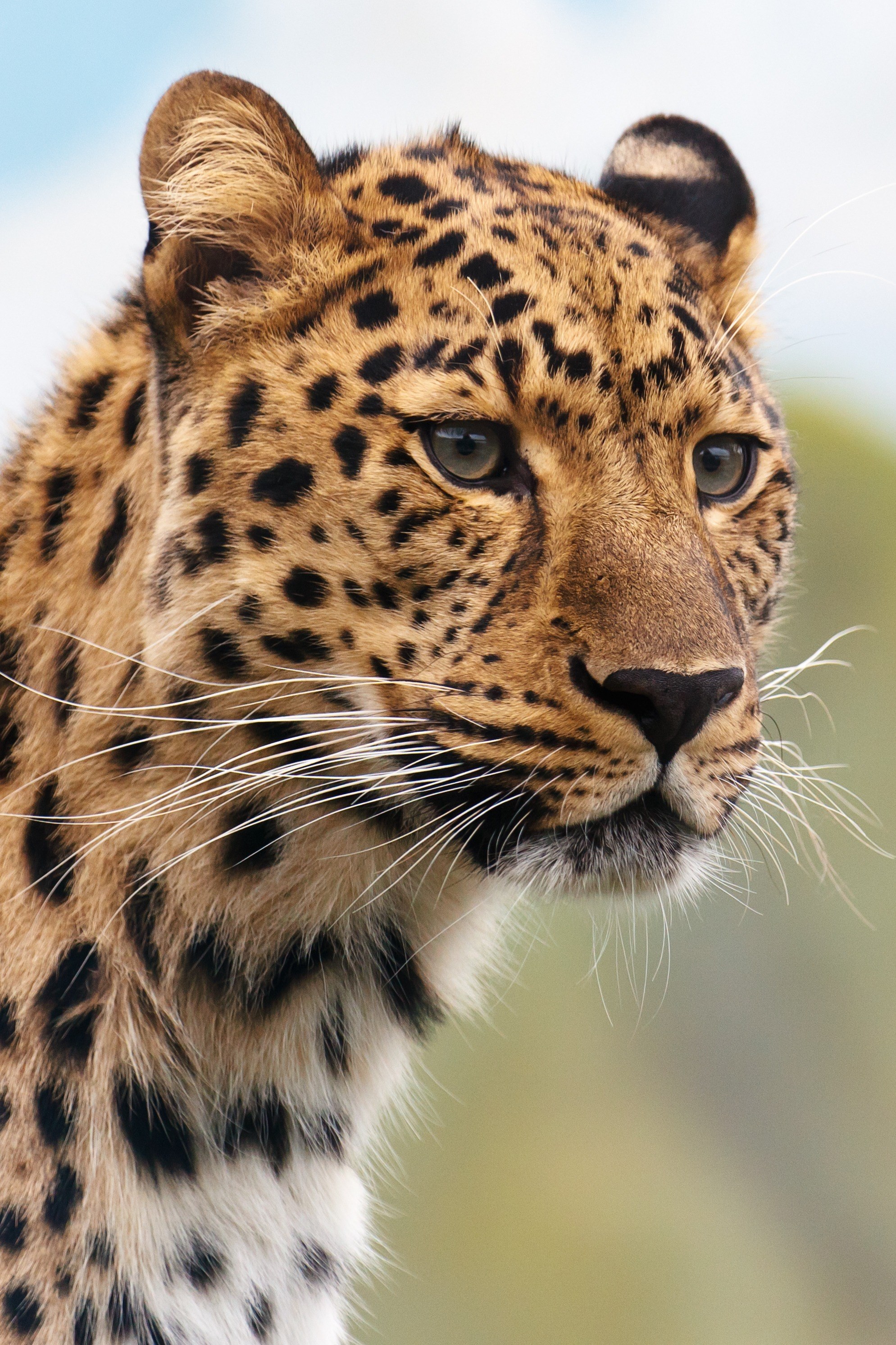 cheetah leopard animal big carnivore cat 4k, Phone HD Wallpaper