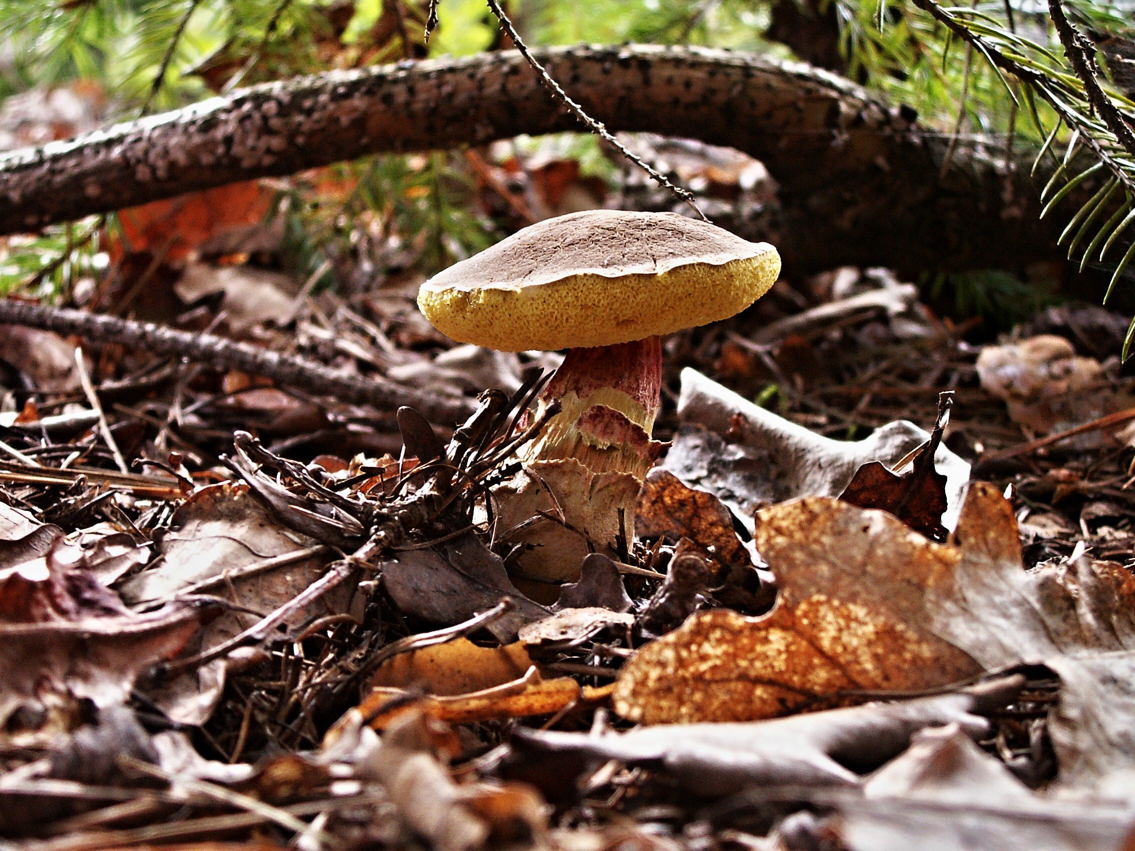 červenočechratka fungus forest macro dry leaves 4k, HD Wallpaper