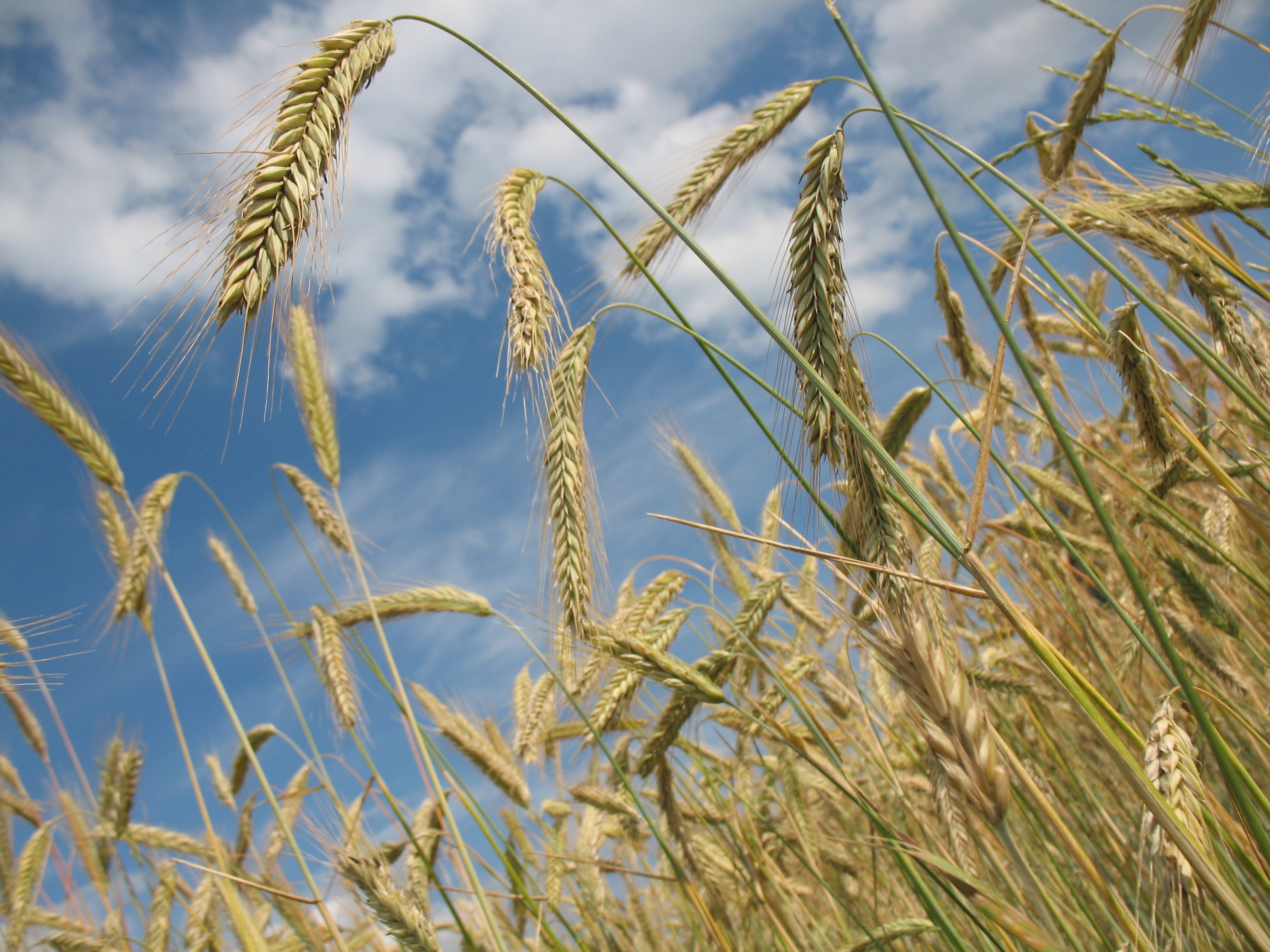 cereals wheat agriculture wheat field grain 4k, HD Wallpaper