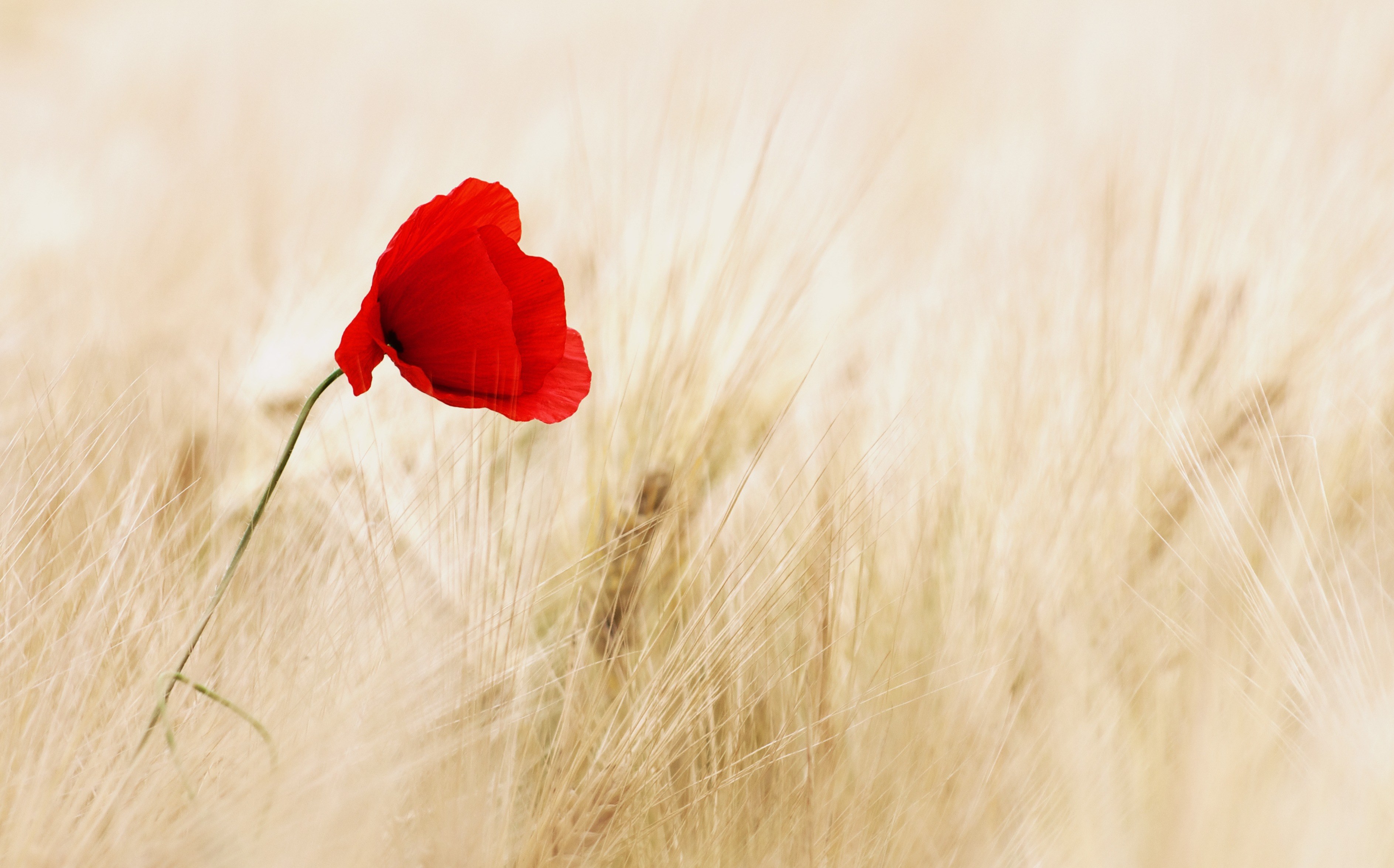 cereals field ripe poppy poppy flower summer red 4k, HD Wallpaper