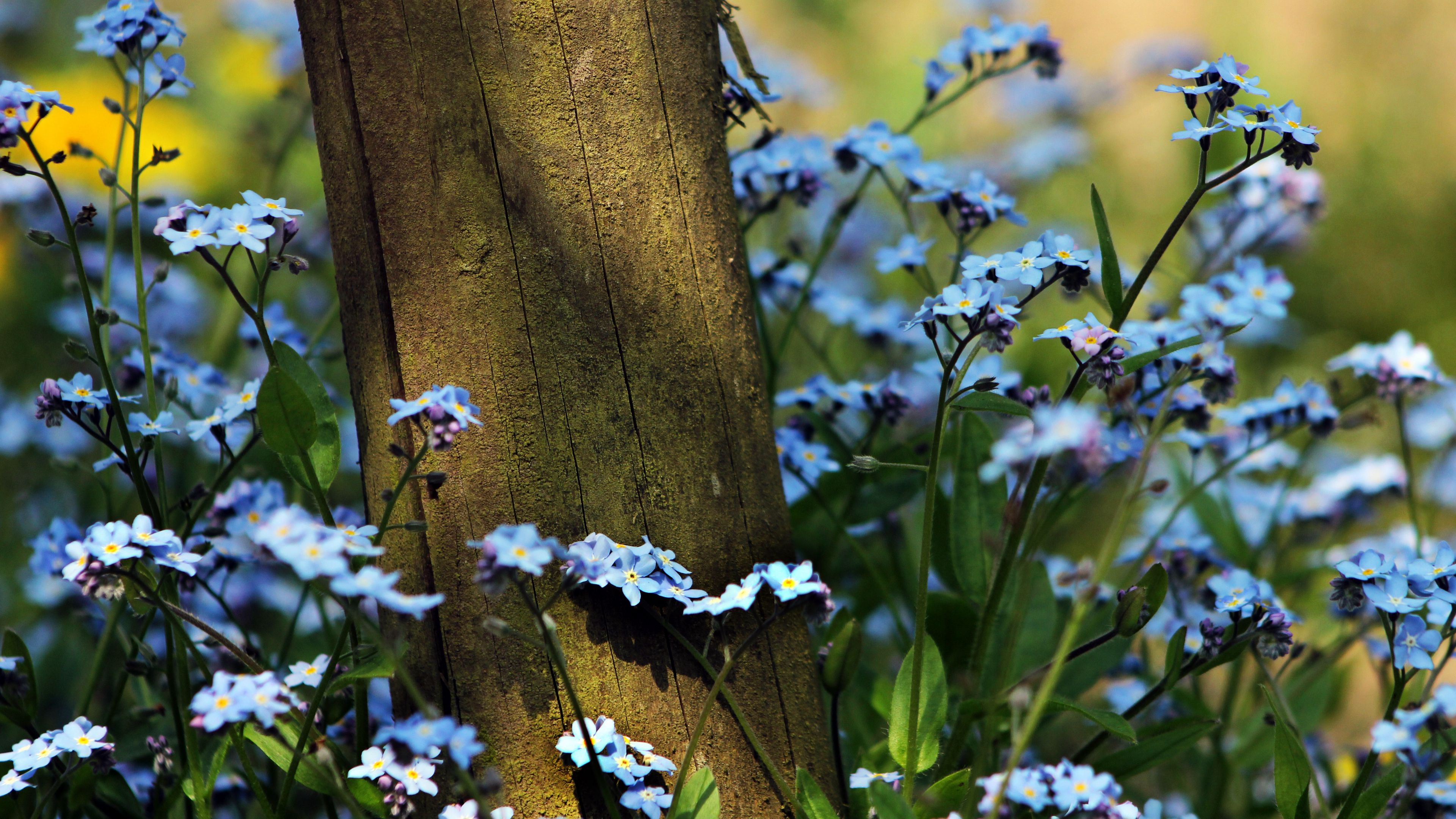 log, sineglazki, nature, flowers, 4k, HD Wallpaper