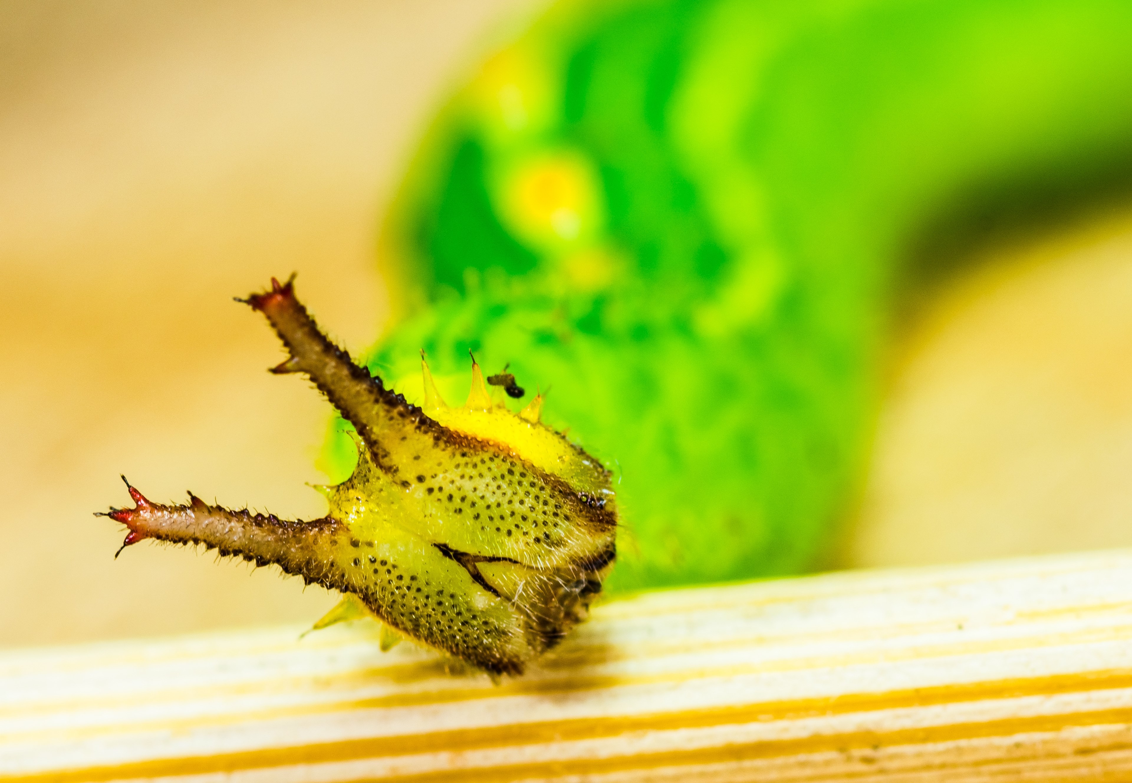 caterpillar green head horns detail macro animal 4k, HD Wallpaper