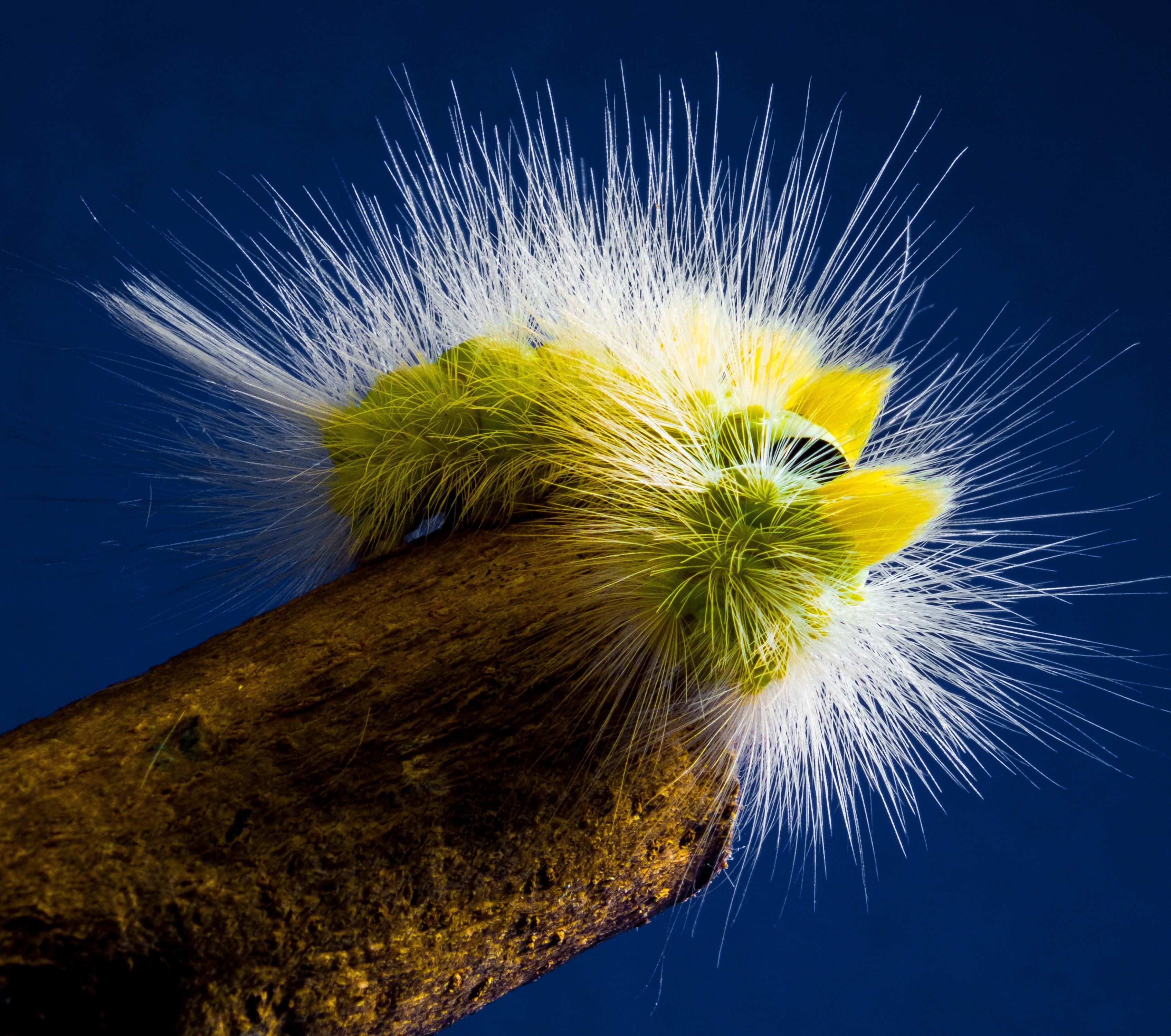 caterpillar hairy prickly close book track walk 4k, HD Wallpaper