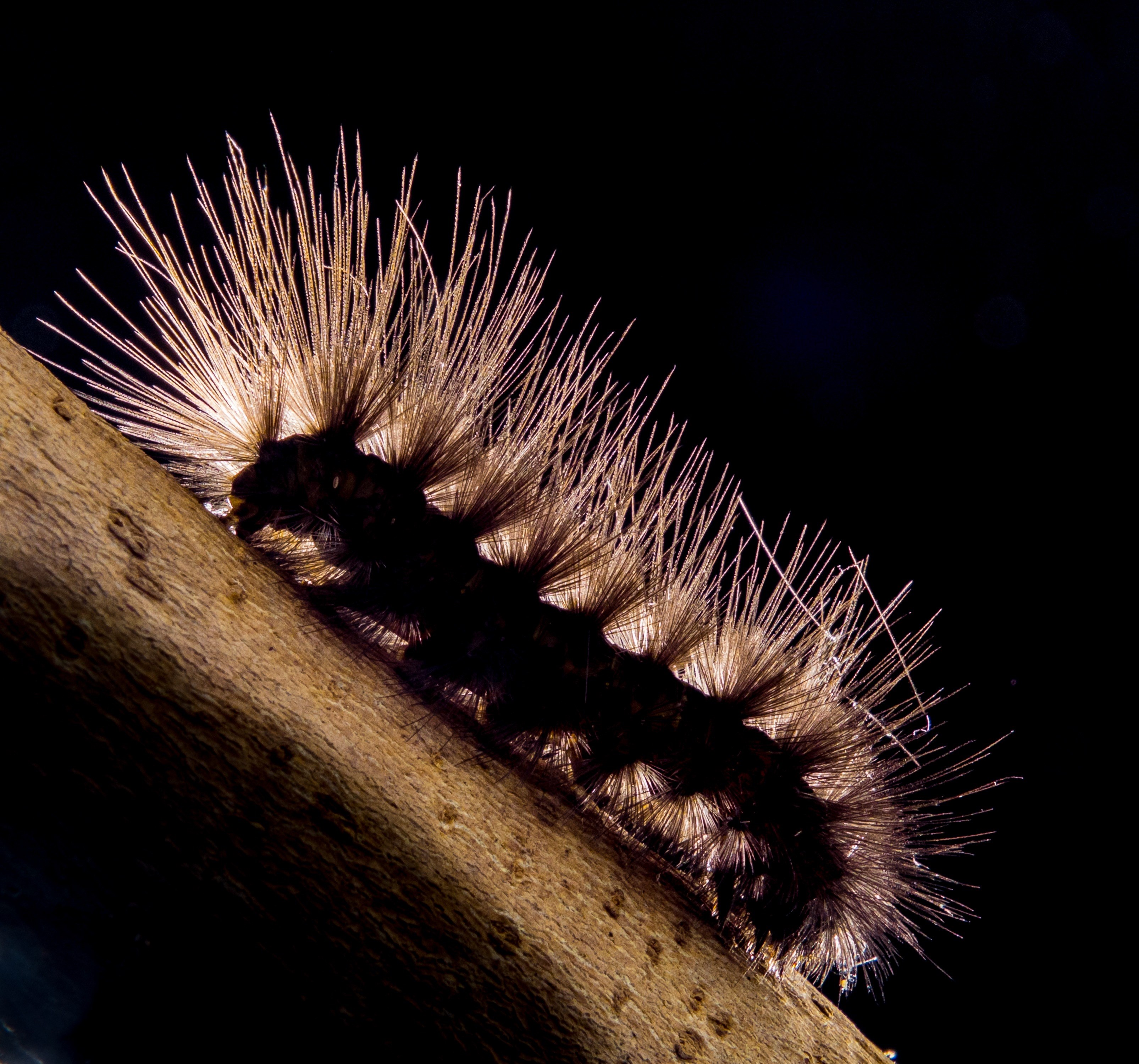 caterpillar prickly hairy close 4k, HD Wallpaper