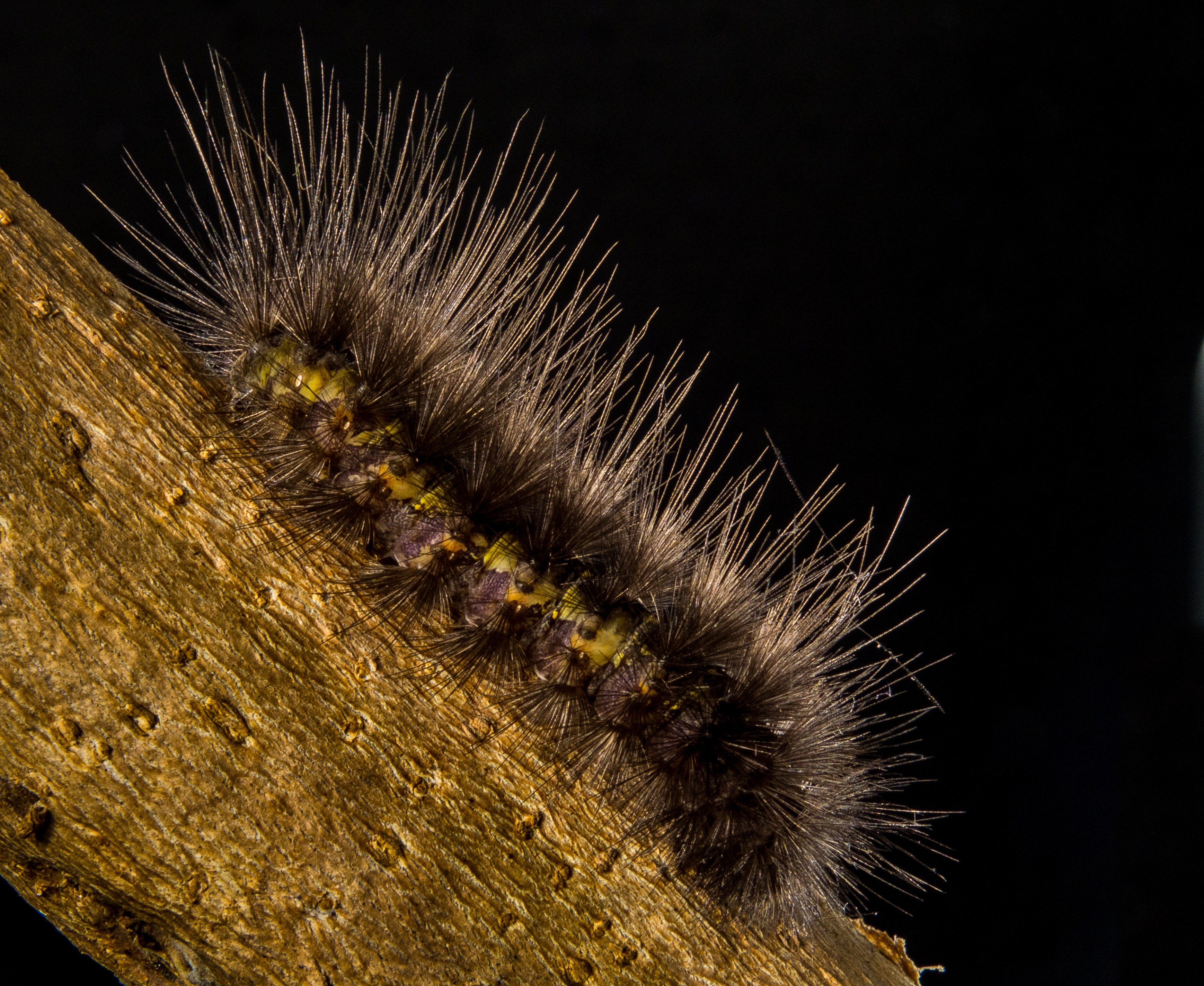 caterpillar prickly hairy close 4k, HD Wallpaper