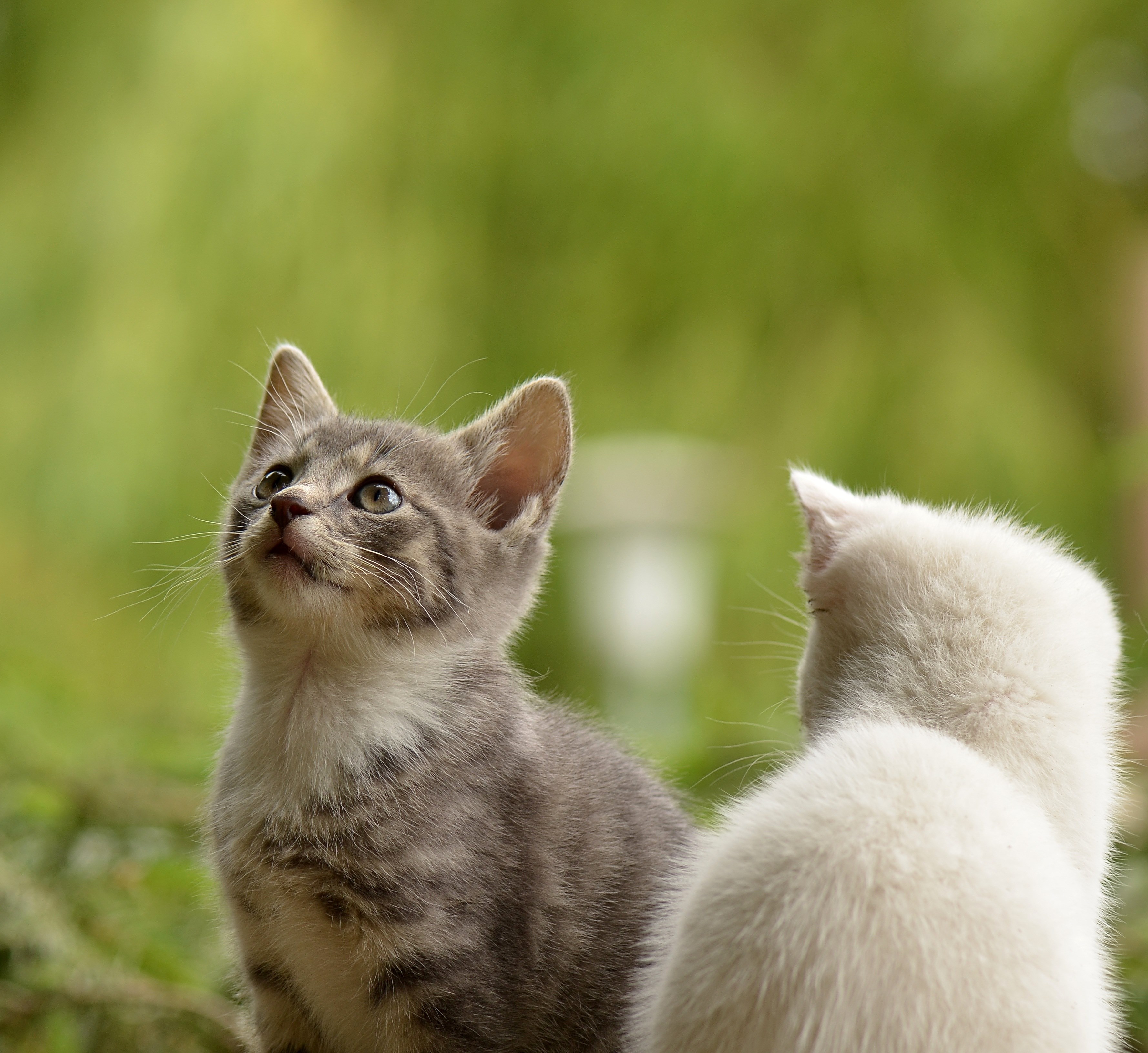 cat young animal curious wildcat animal nature 4k, HD Wallpaper