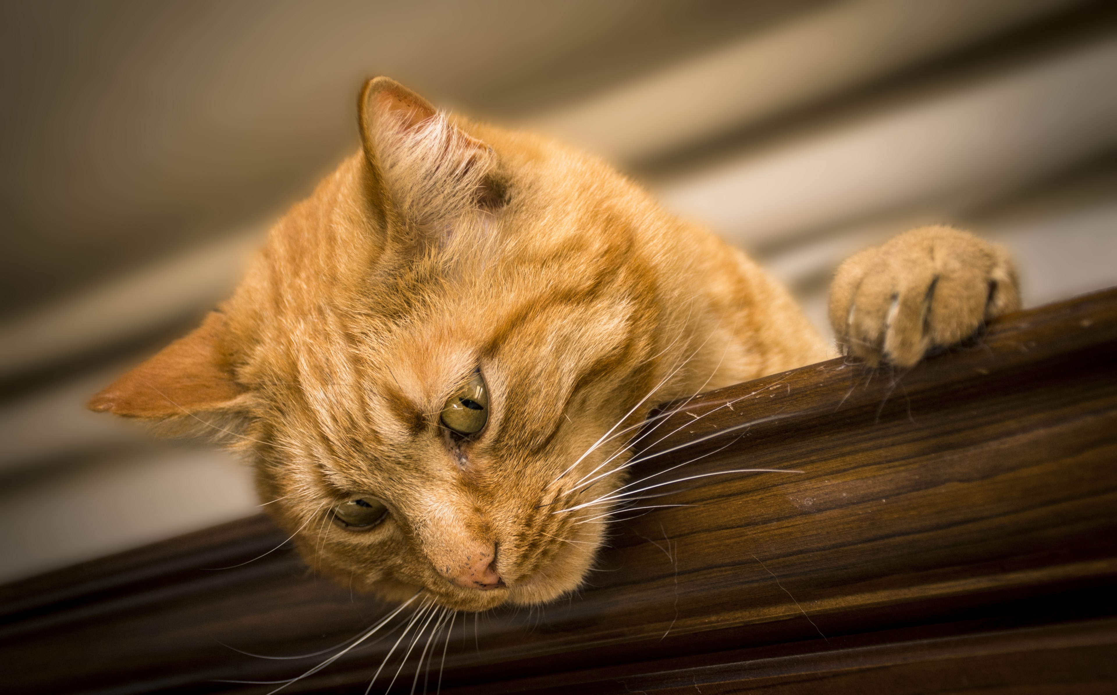 cat feline animal animals felines pet cats puppy 4k, HD Wallpaper