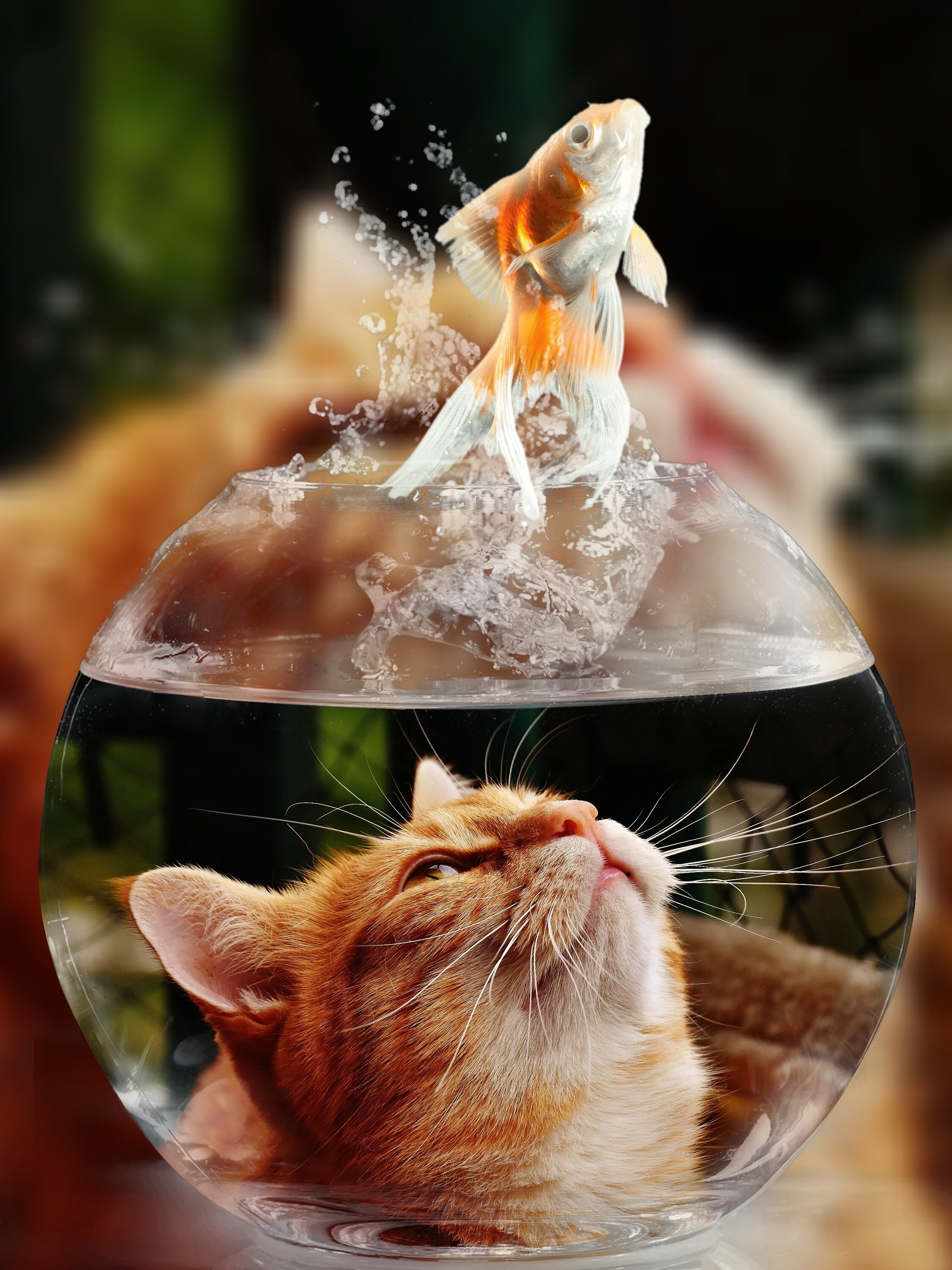 cat face goldfish glass close view eyes portrait 4k, Phone HD Wallpaper
