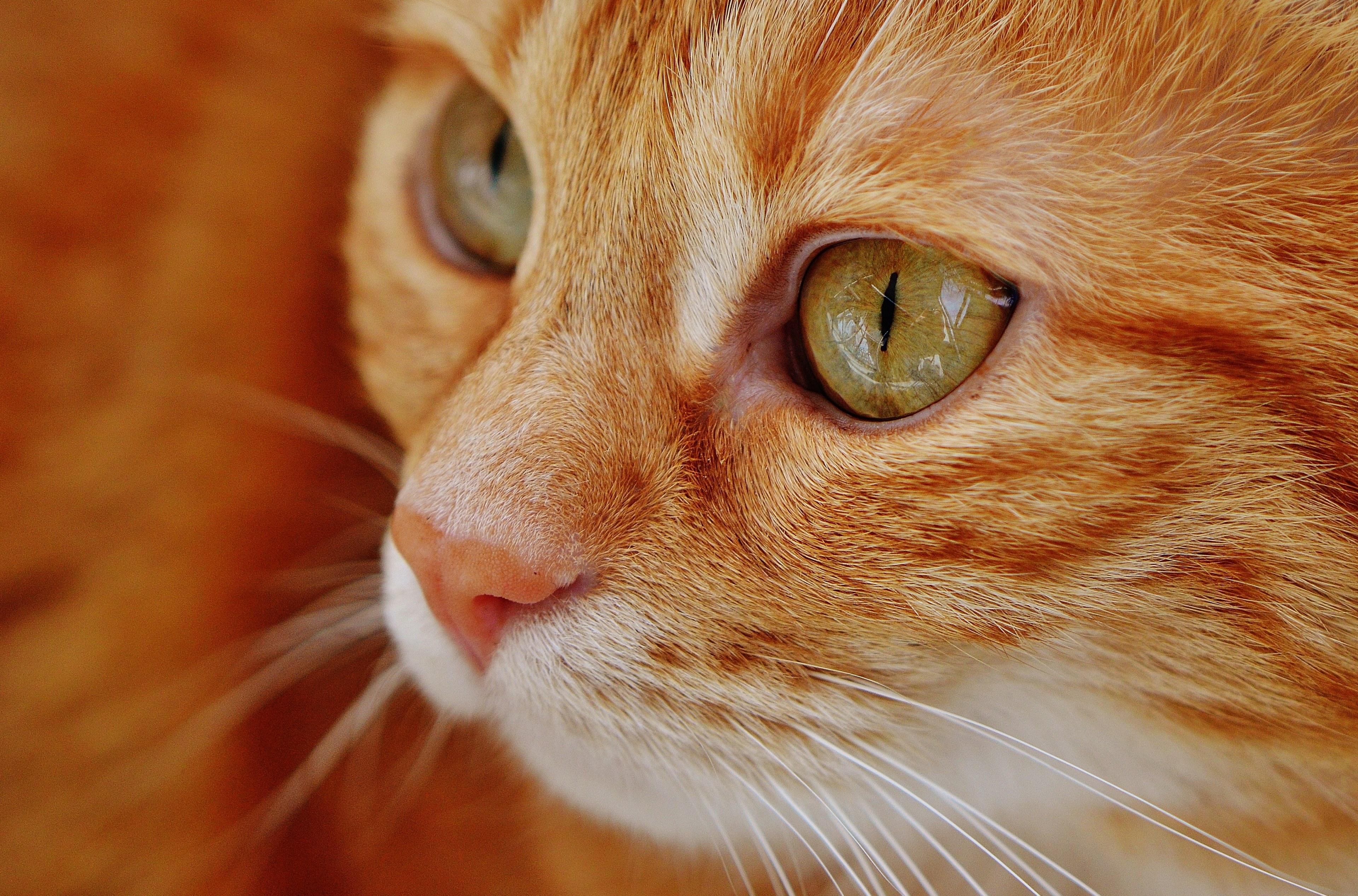 cat red cute mackerel tiger sweet cuddly animal 4k, HD Wallpaper