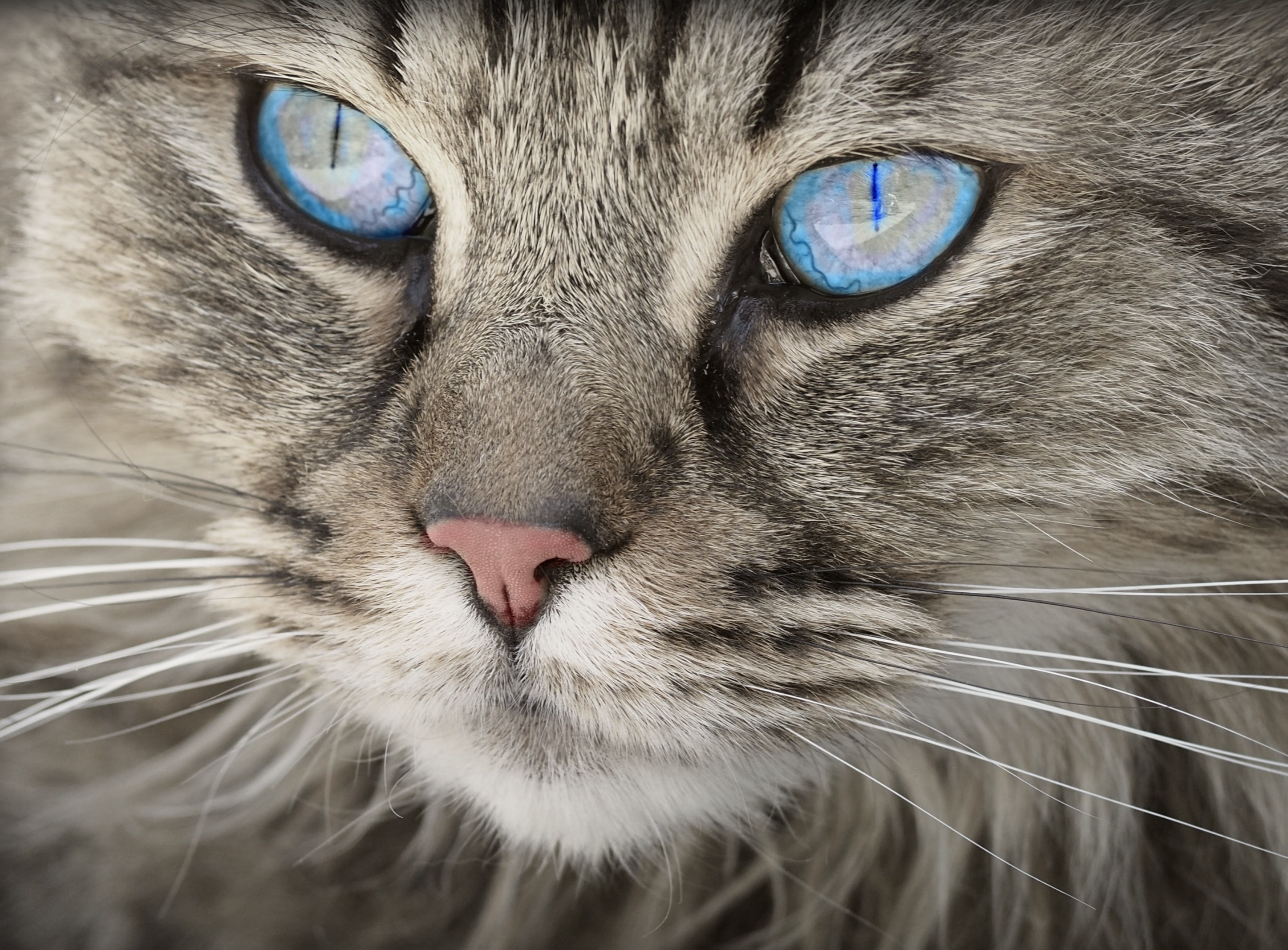 cat animal cat portrait cats eyes tiger cat 4k, HD Wallpaper