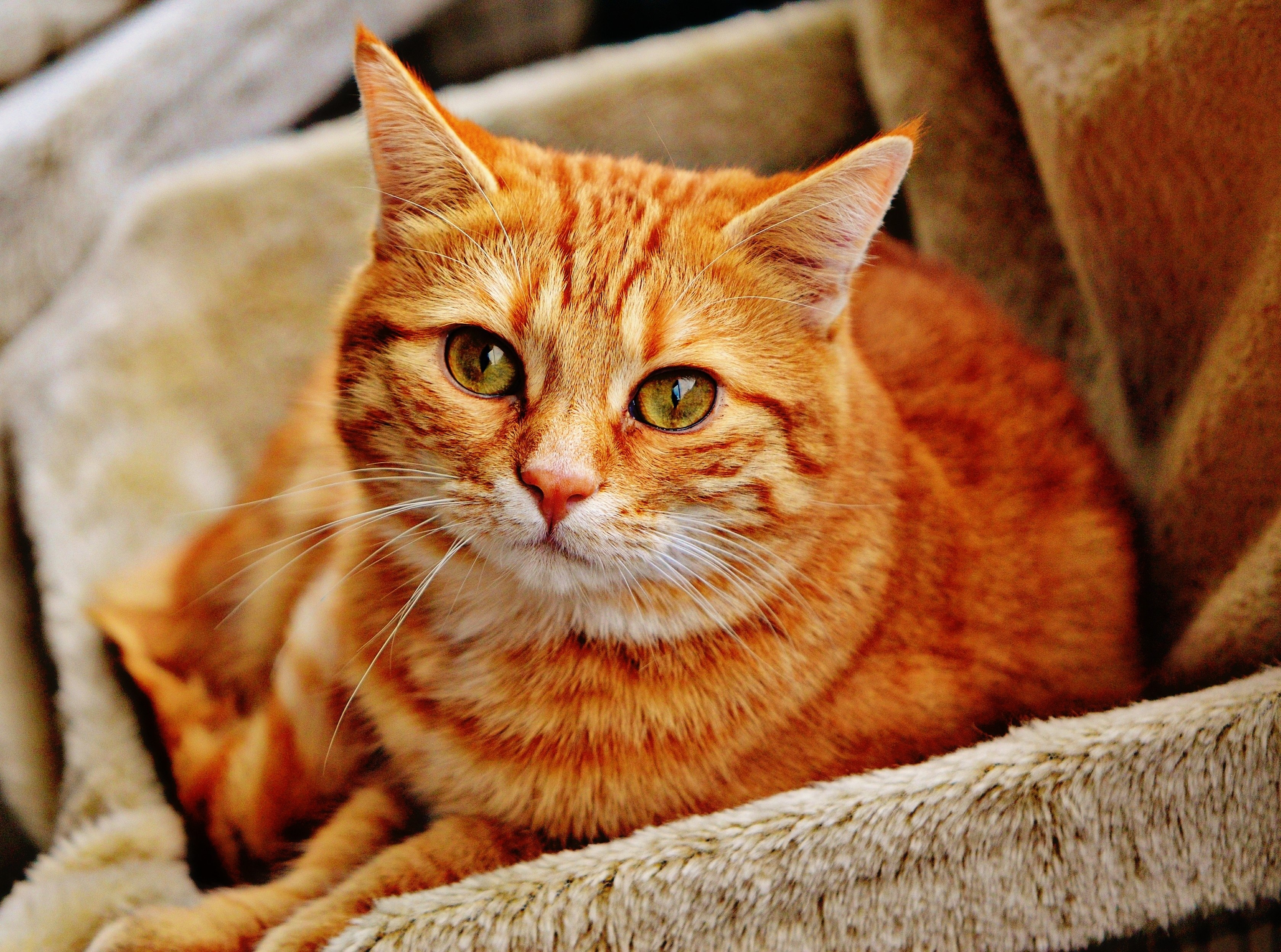 cat red cute mackerel tiger sweet cuddly animal 4k, HD Wallpaper