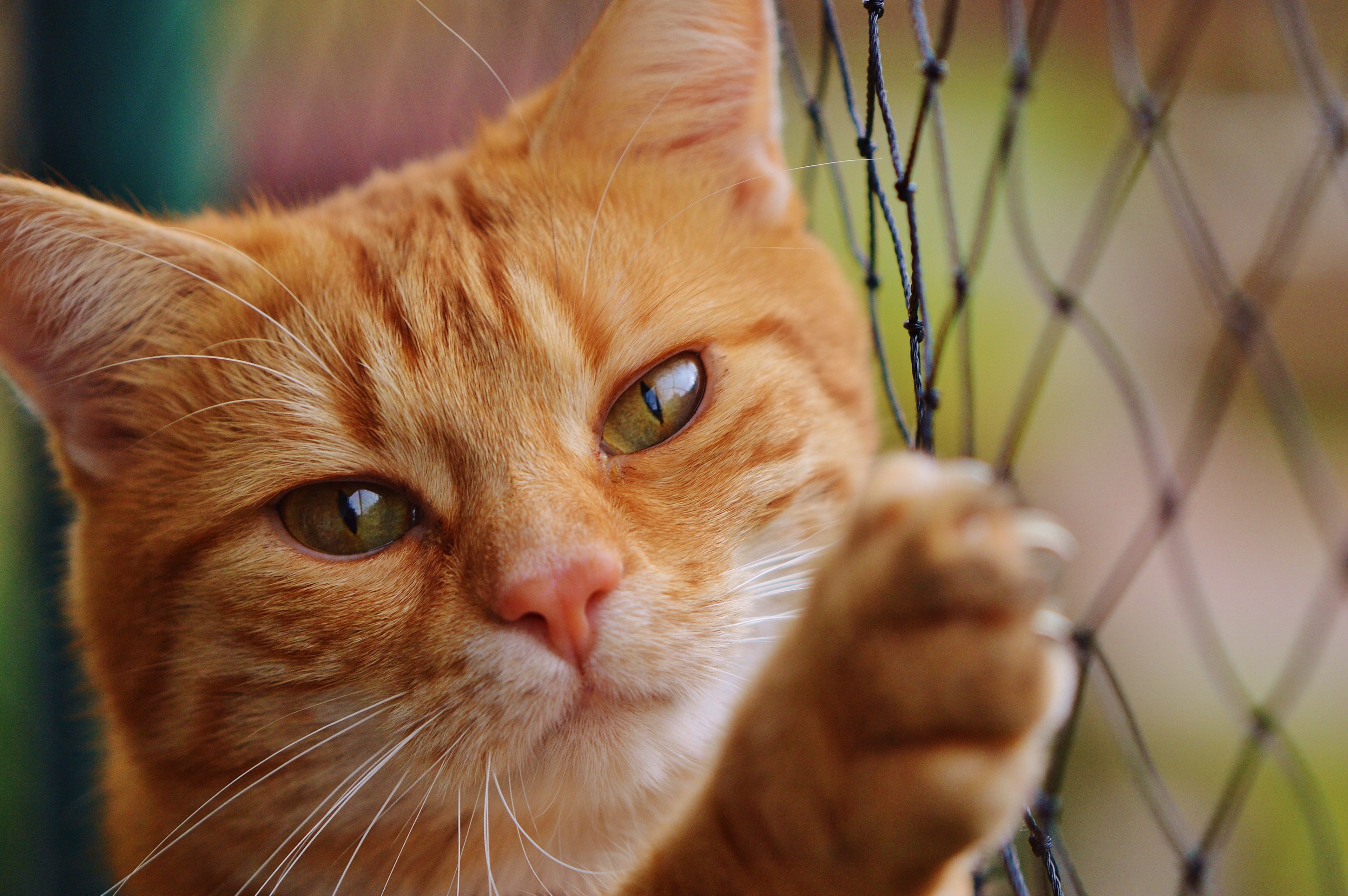 cat red cute mackerel tiger sweet cuddly animal 4k, HD Wallpaper