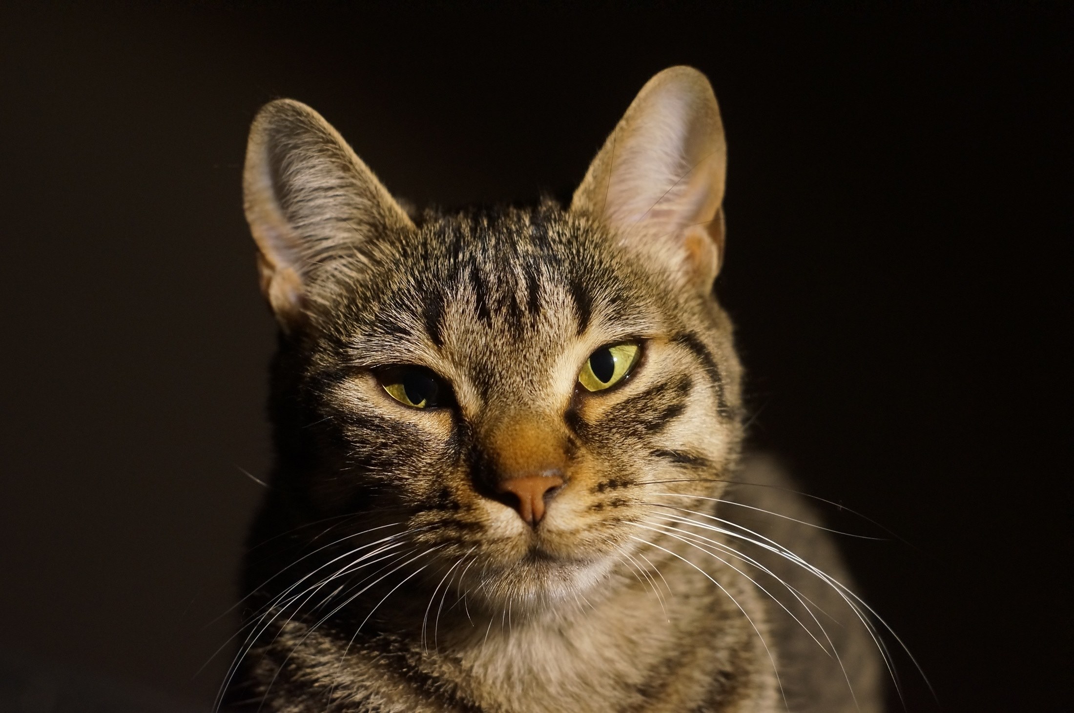 cat feline cute domestic young looking curious 4k, HD Wallpaper