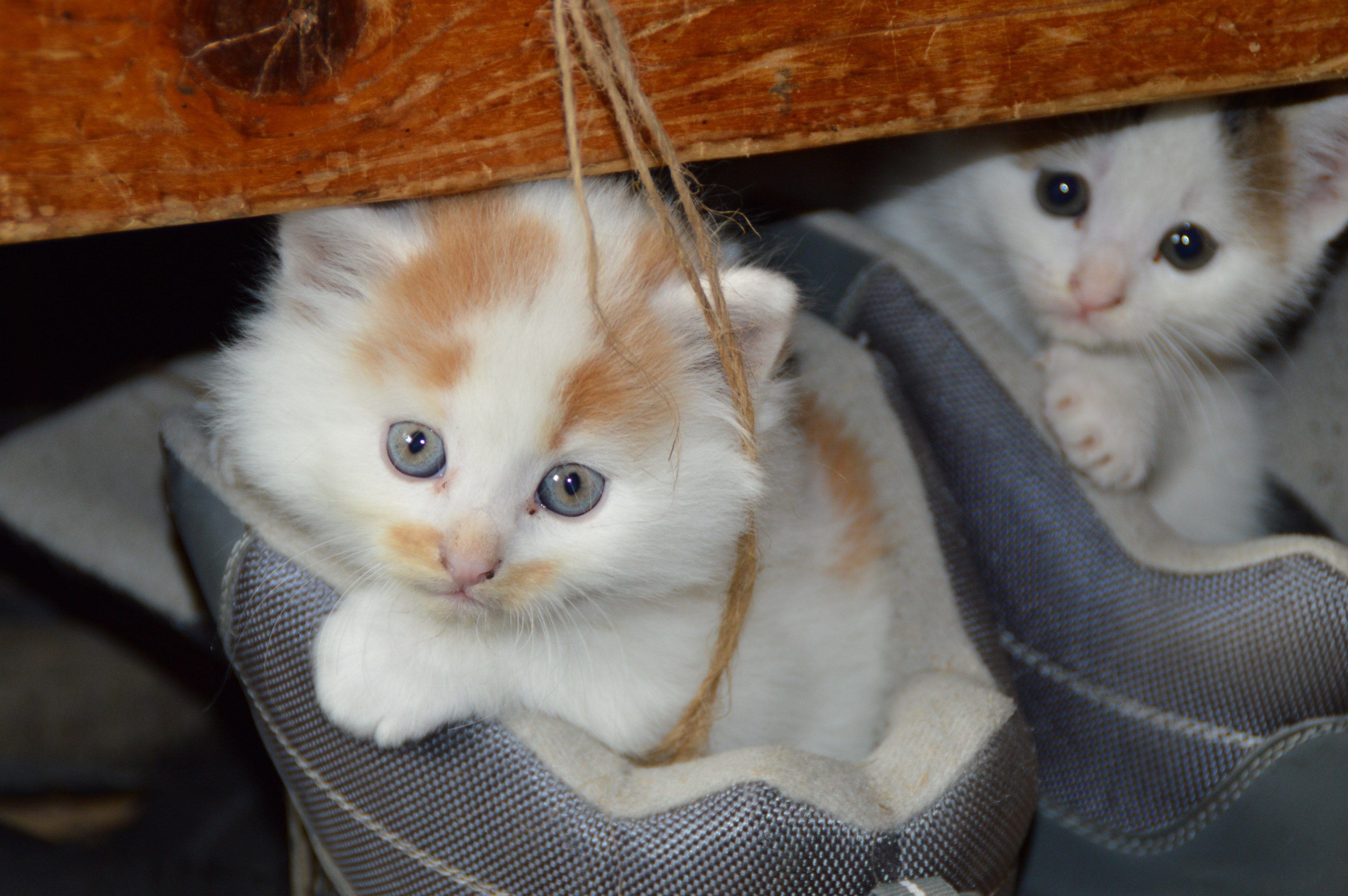 cat pets cats eyes mieze dear cute cat shoe 4k, HD Wallpaper