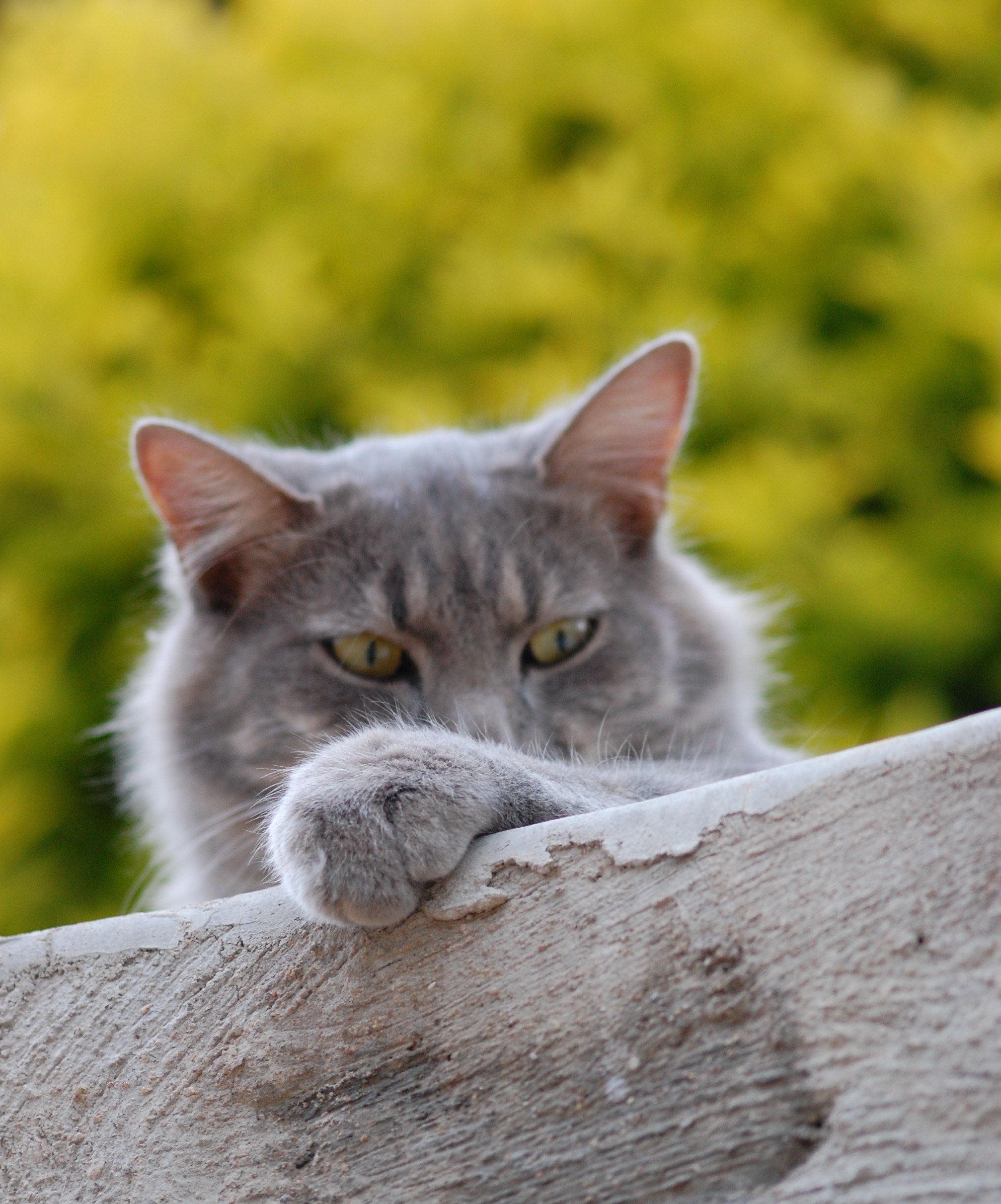 cat feline pet kitten domestic kitty fur tabby 4k, Phone HD Wallpaper