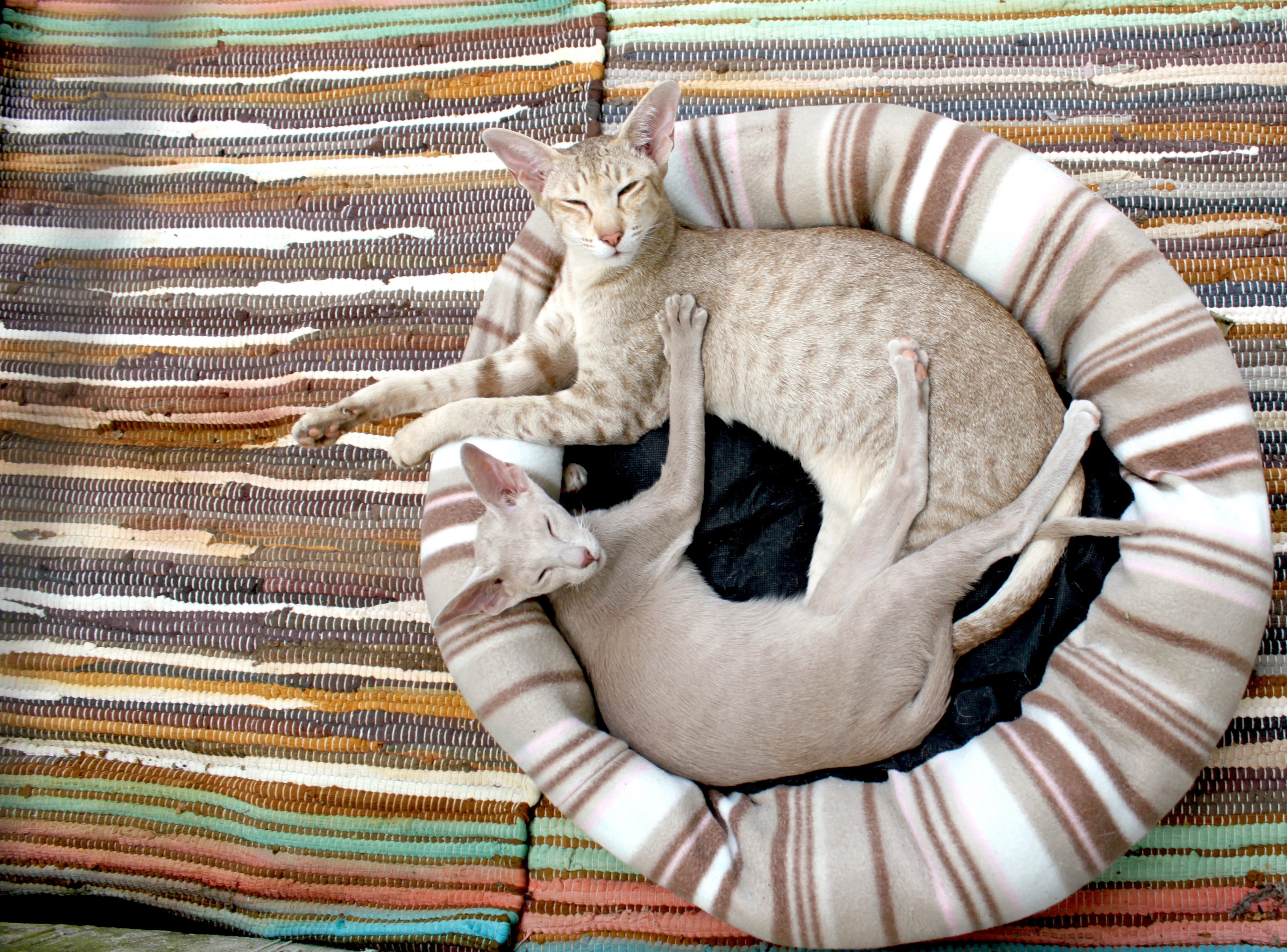 cat kitten siamese cat cozy blanket stripes 4k, HD Wallpaper