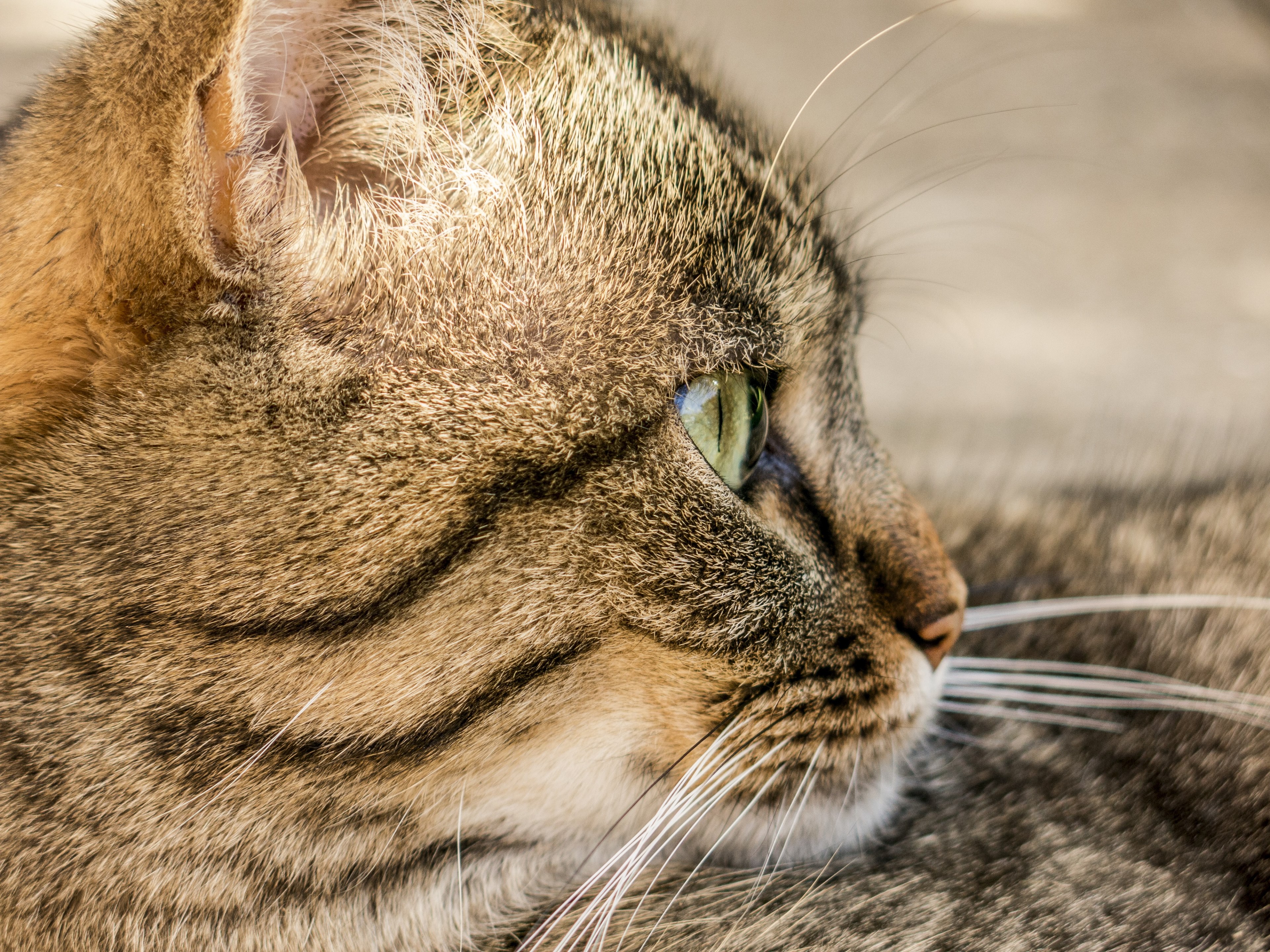 cat tiger animal domestic cat adidas mieze 4k, HD Wallpaper