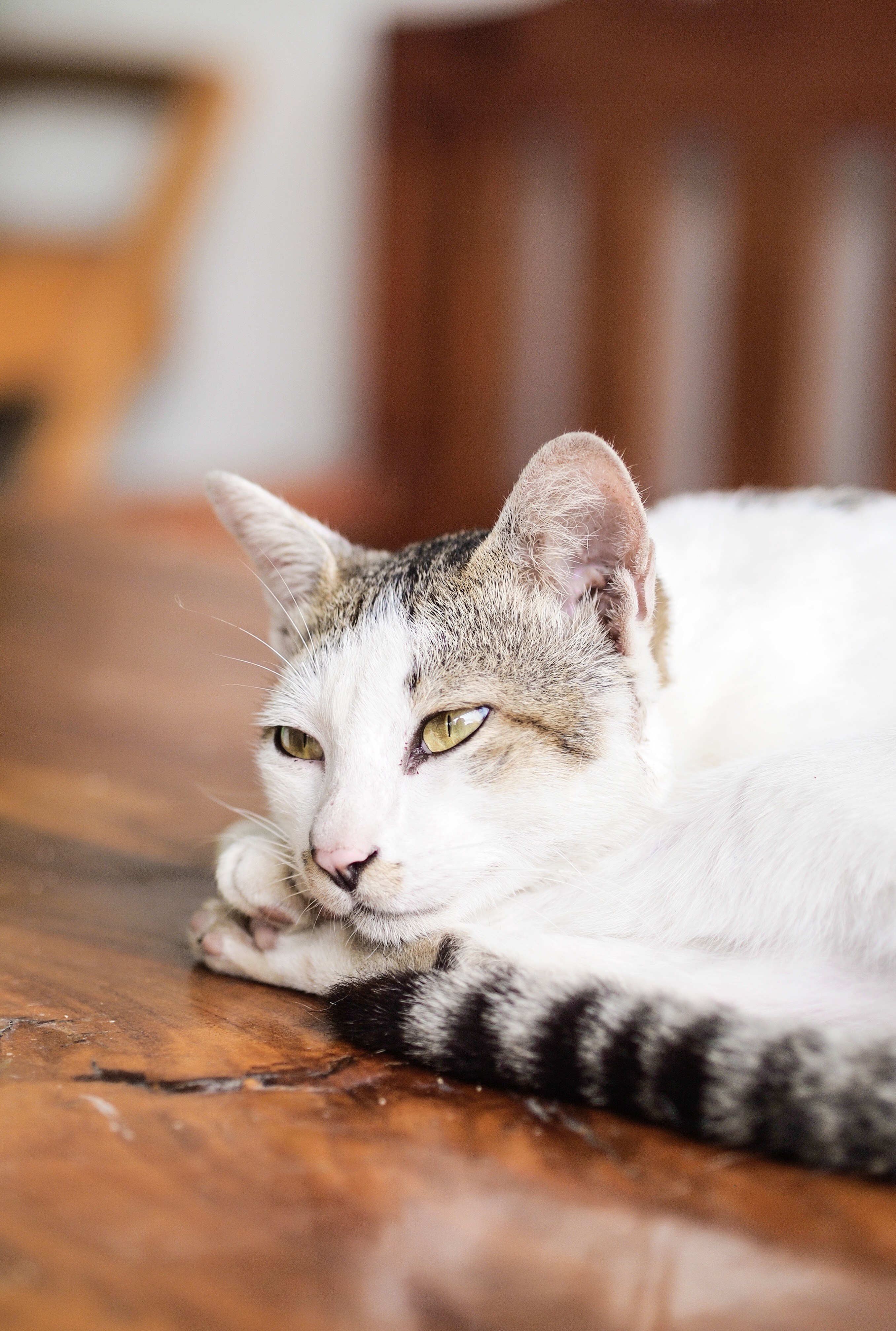 cat cute cat animals pet cats eyes cat face 4k, Phone HD Wallpaper