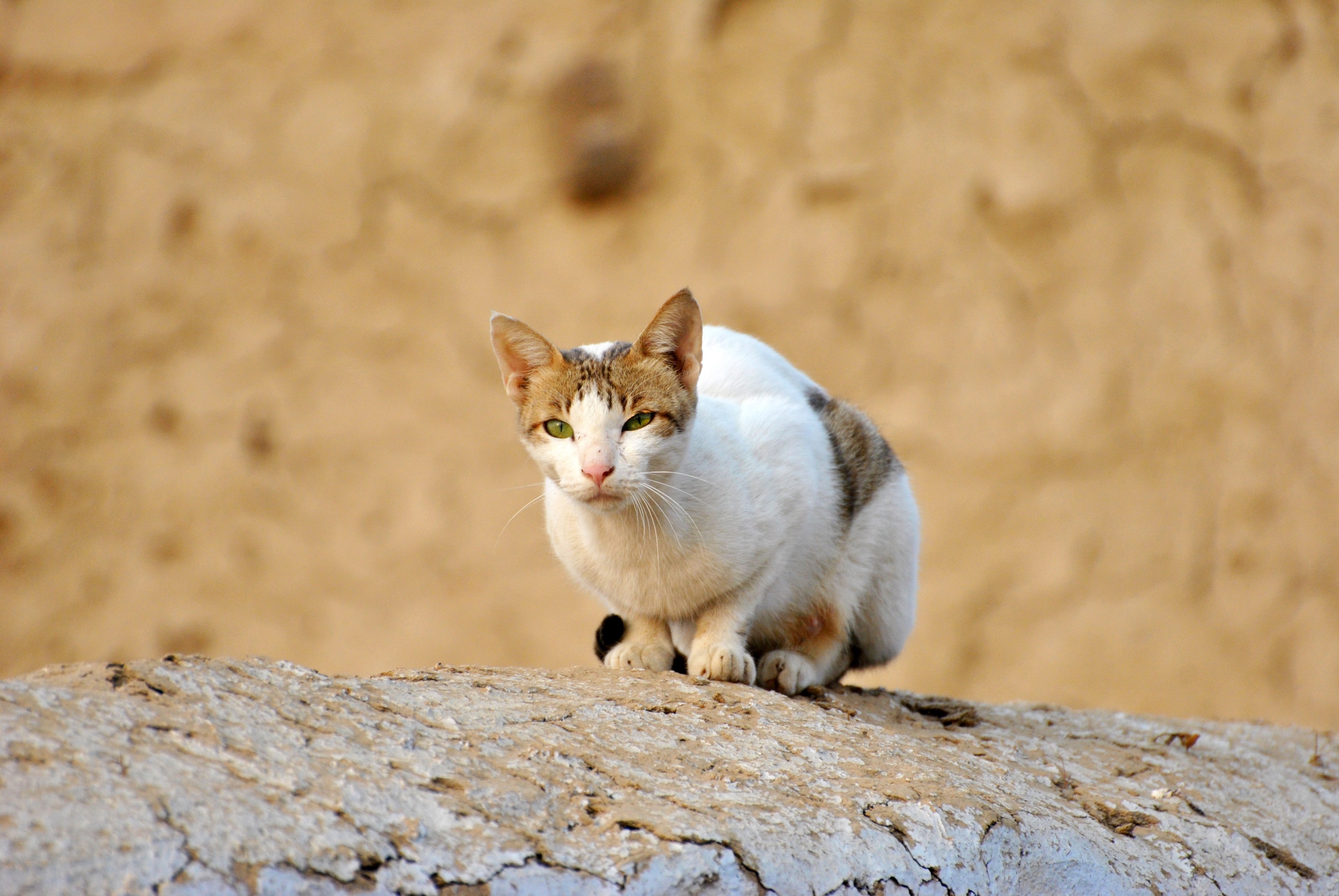 cat brown wall animal nature white cat brown cat 4k, HD Wallpaper