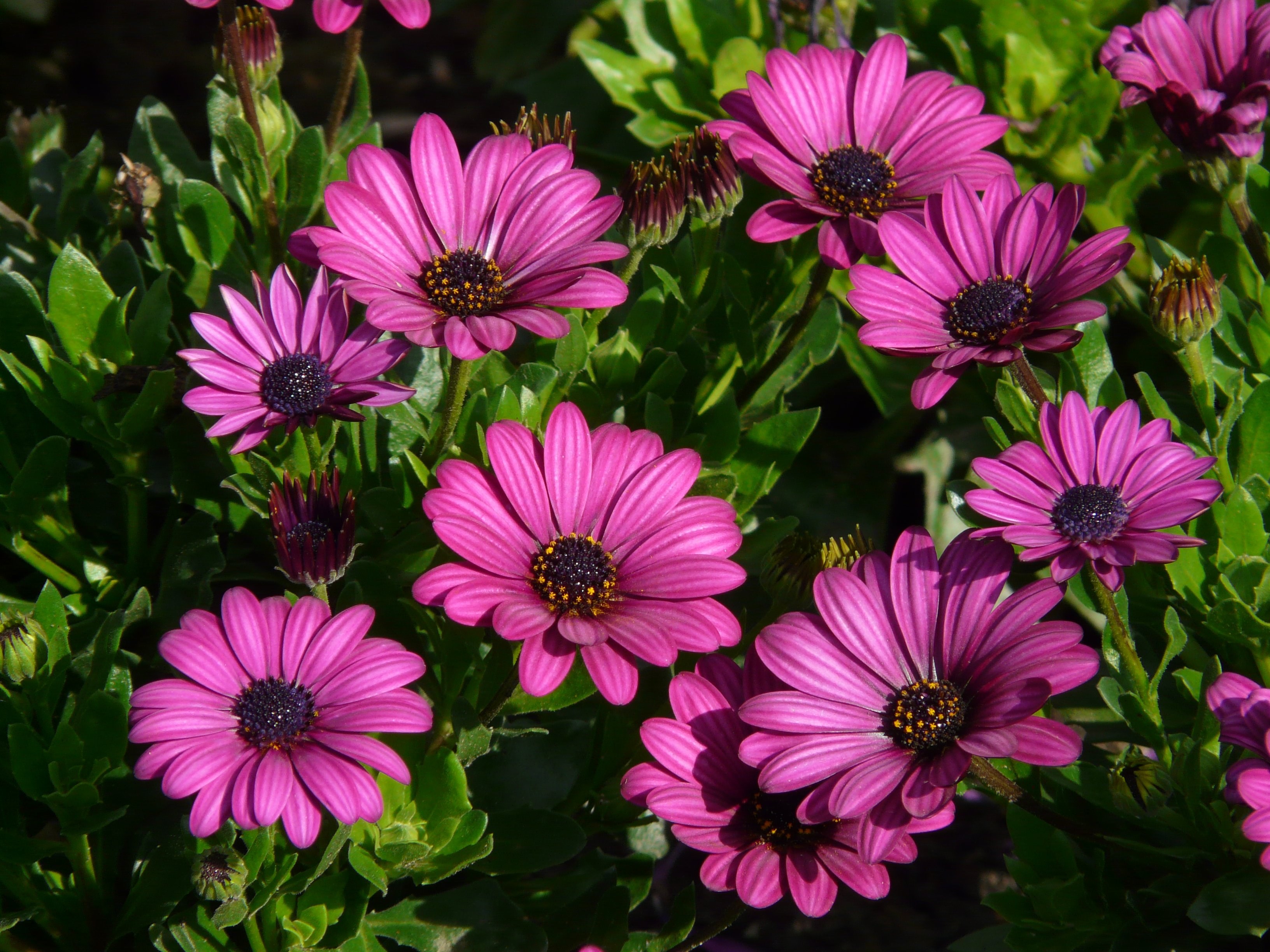 cape basket osteospermum cape daisies 4k, HD Wallpaper