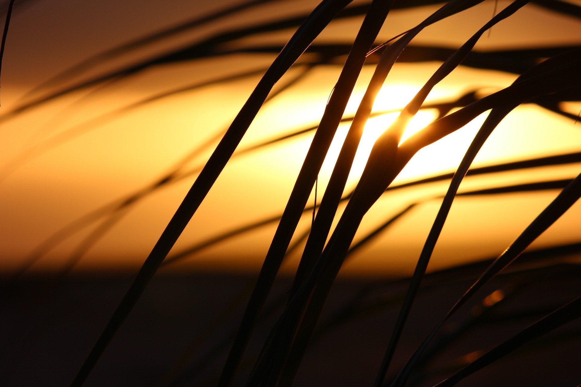 cape verde sunset palm tree 4k, HD Wallpaper