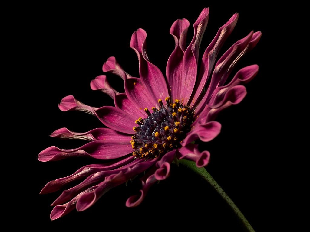 cape basket pink osteospermum cape daisies 4k, HD Wallpaper