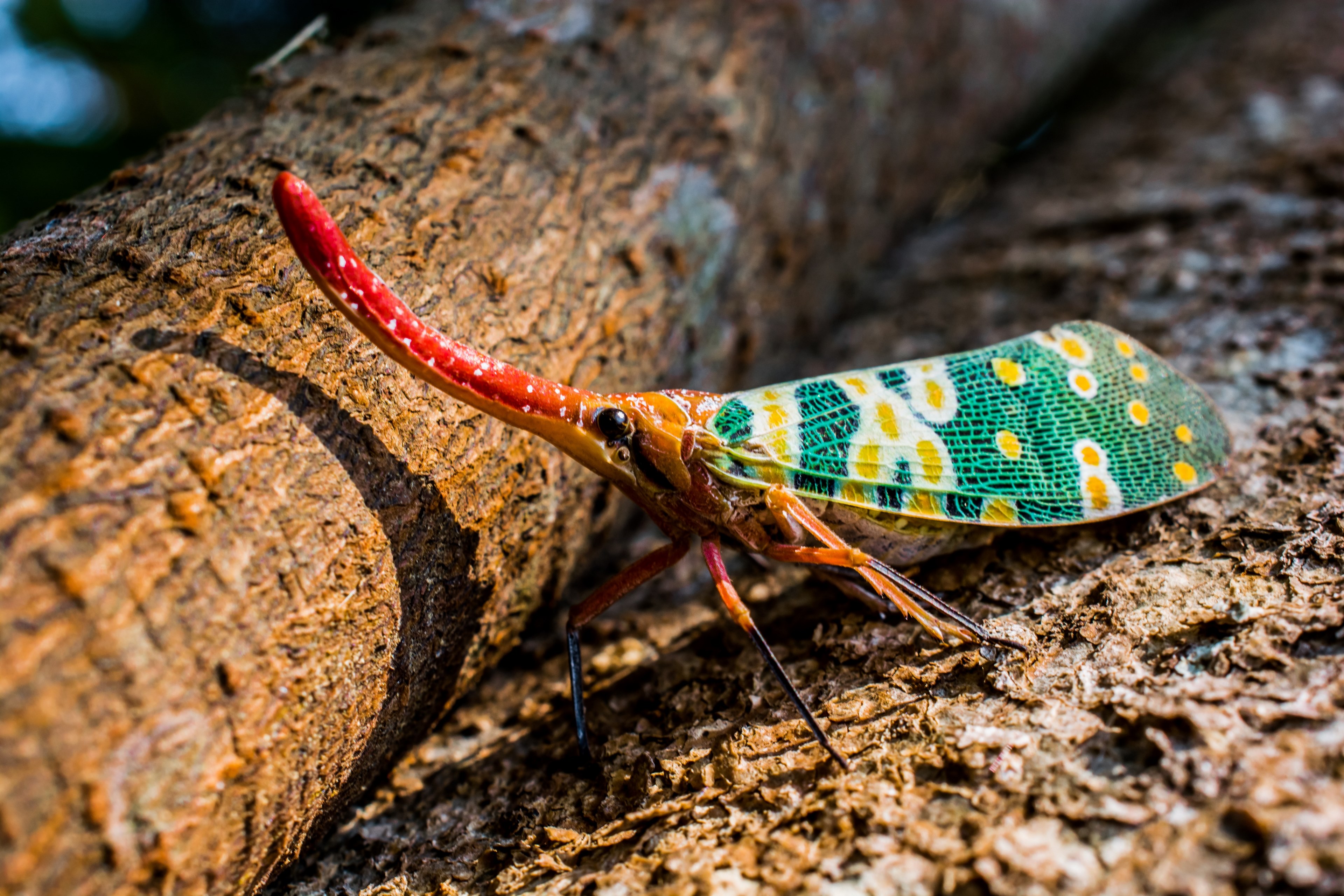 canthigaster cicada cicada insect fulgoromorpha 4k, HD Wallpaper
