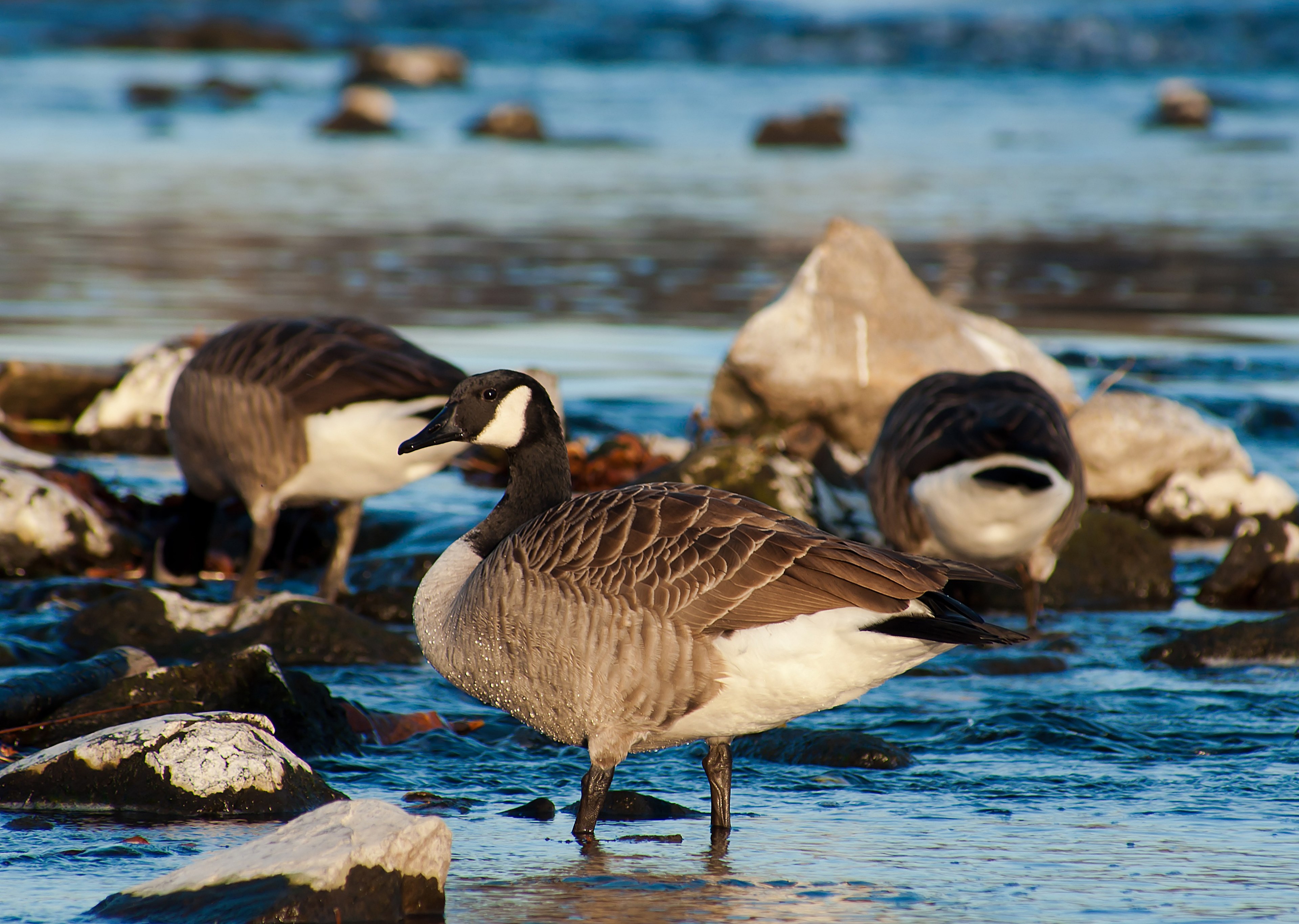 canada goose birds nature 4k, HD Wallpaper