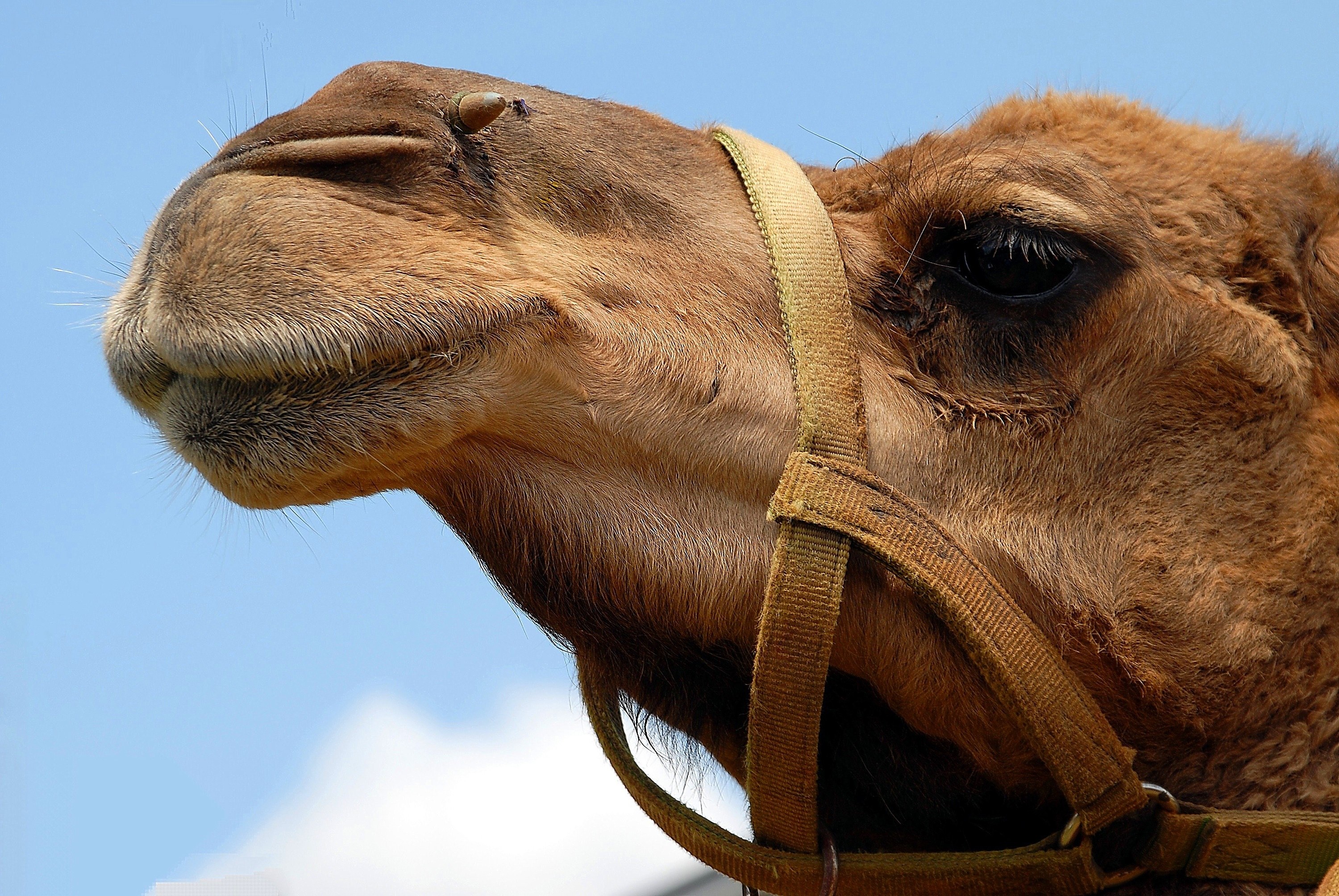 camel face close up head animal nature desert 4k, HD Wallpaper