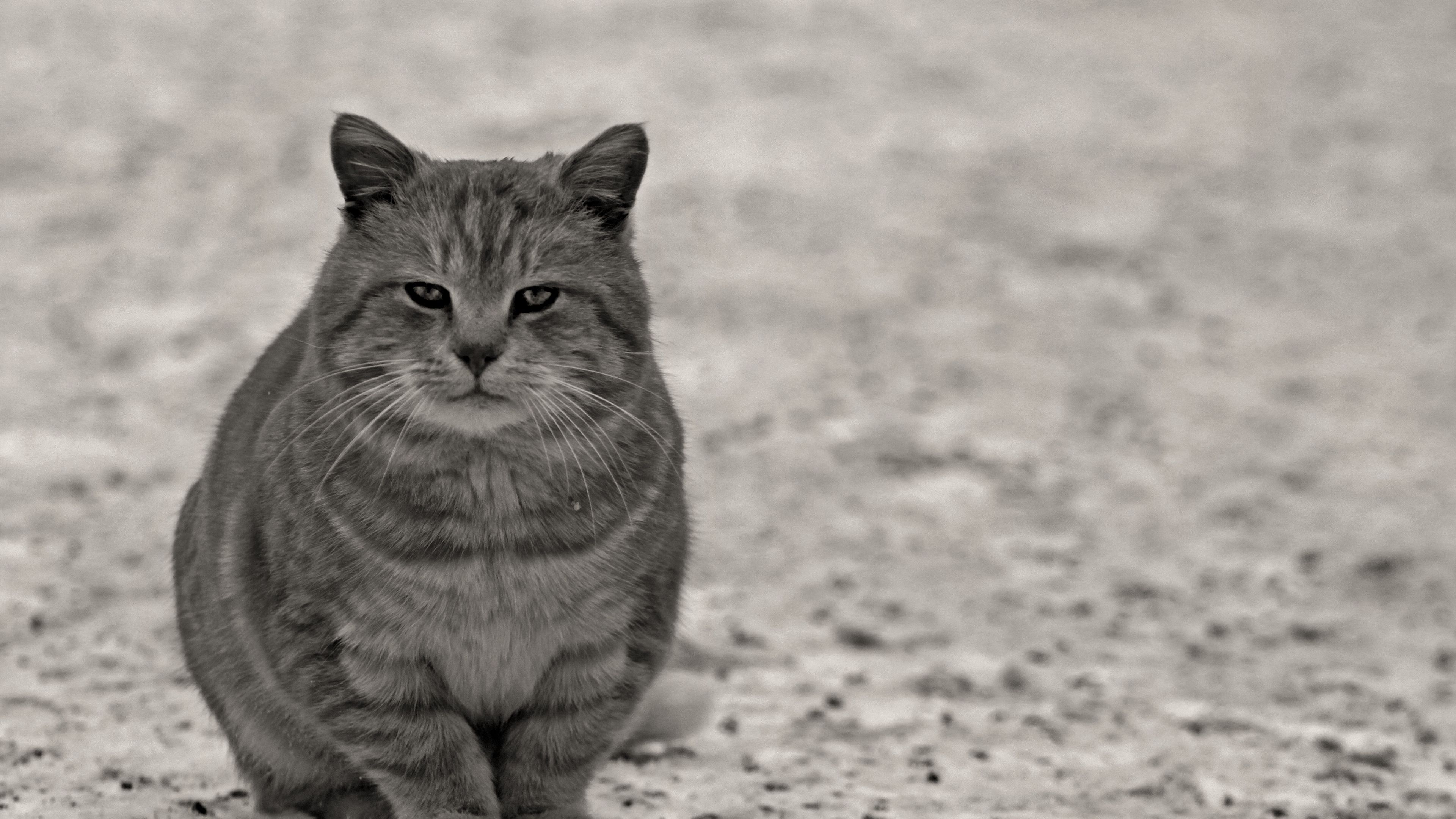 cat, gray, black white, sitting, street, 4k, HD Wallpaper