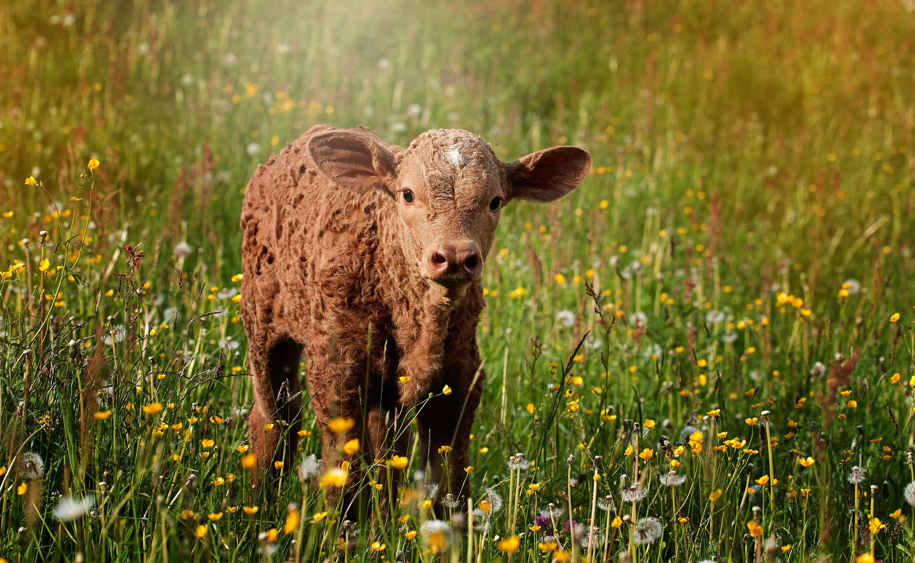 calf brown reddish small sweet meadow out nature 4k, HD Wallpaper