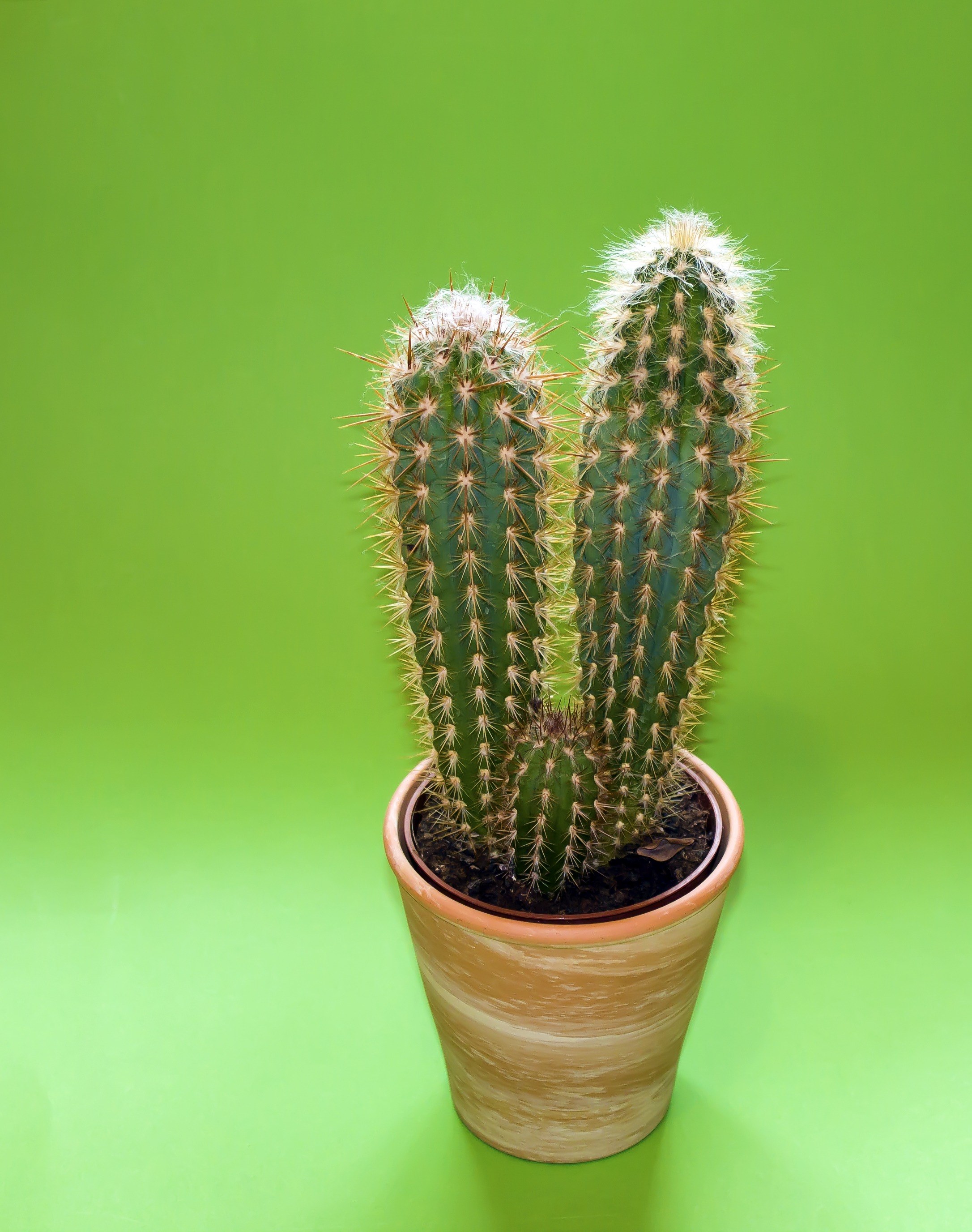 cactus plant plant rack green sting spur 4k, Phone HD Wallpaper