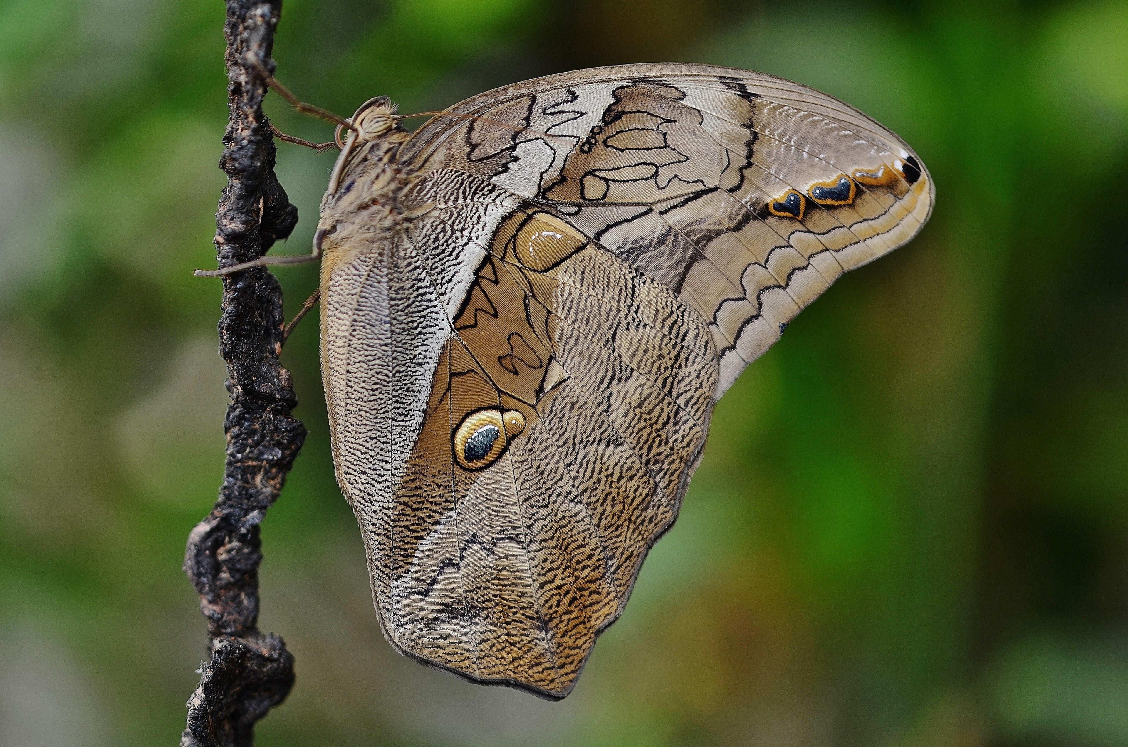 butterfly animal insect wildlife fly macro wings 4k, HD Wallpaper