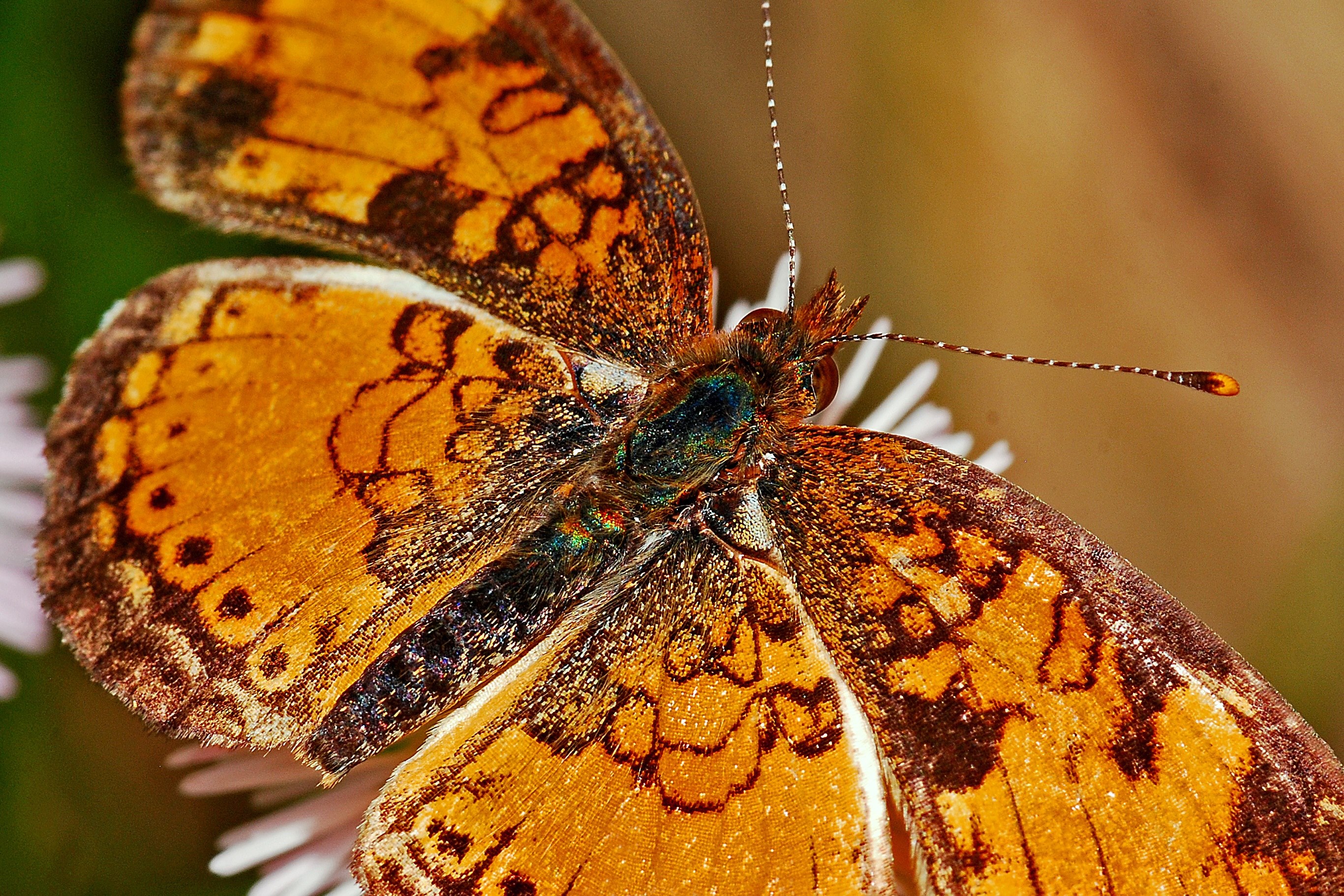 butterfly macro insect nature wildlife delicate 4k, HD Wallpaper