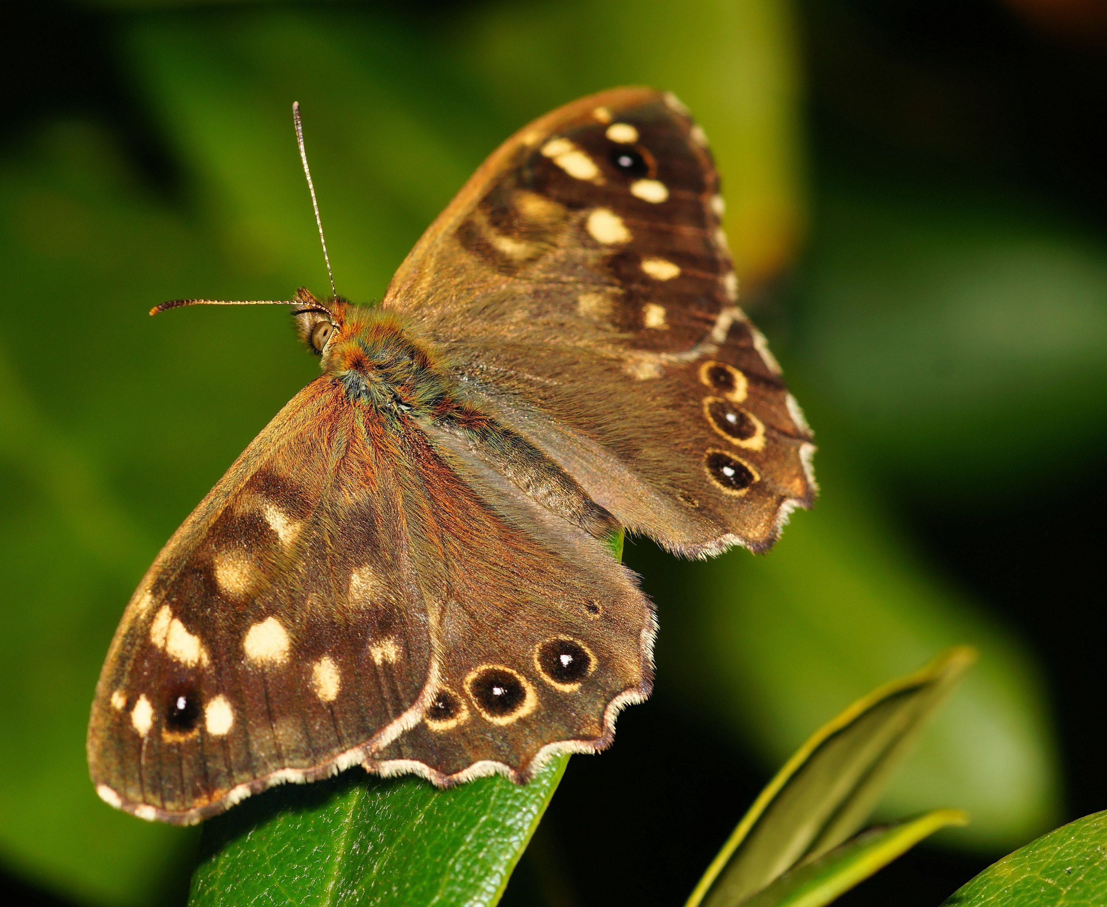 butterfly forest board game macro insect wing 4k, HD Wallpaper