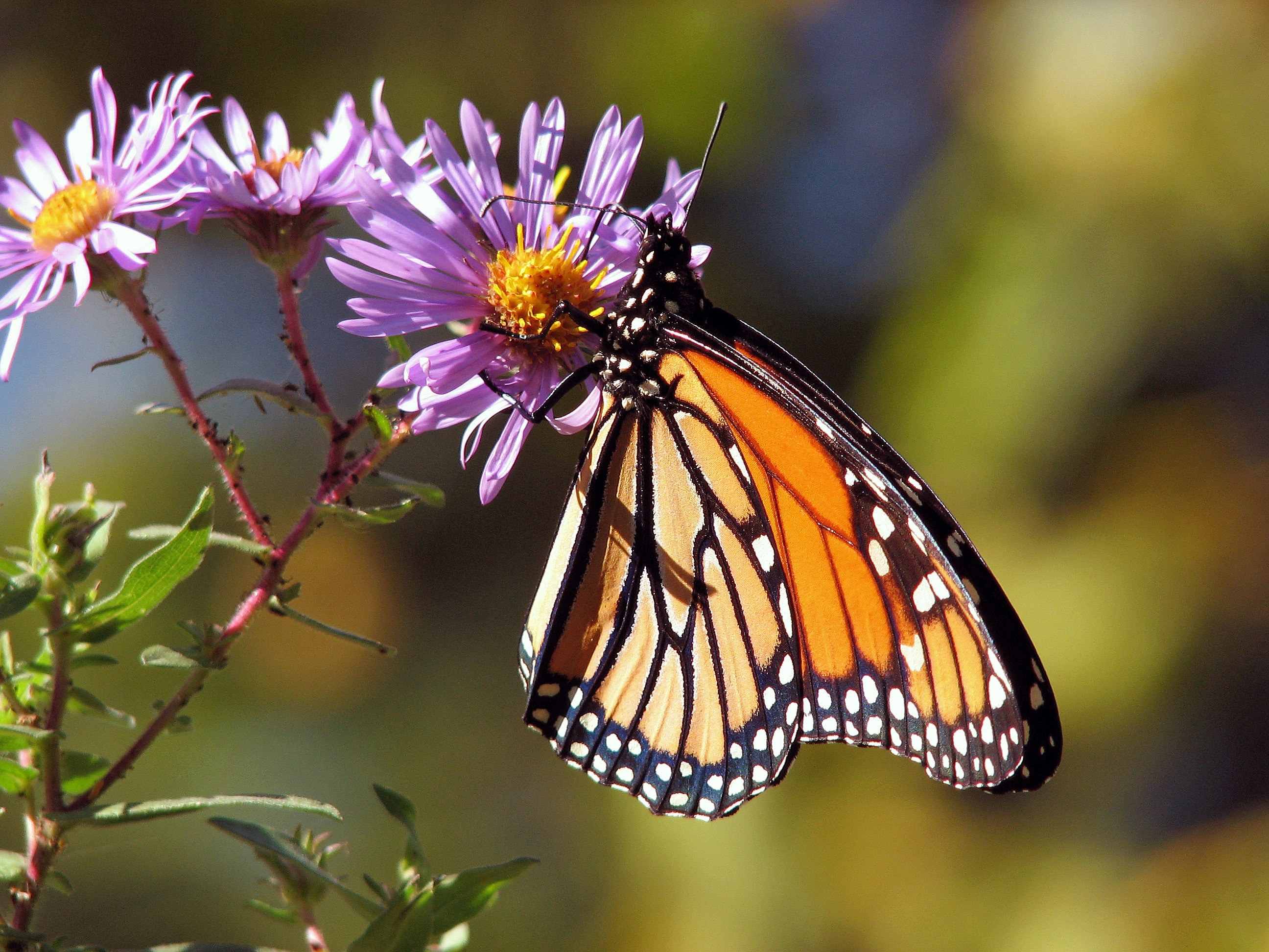 butterfly butterflies monarch insect insects bug 4k, HD Wallpaper