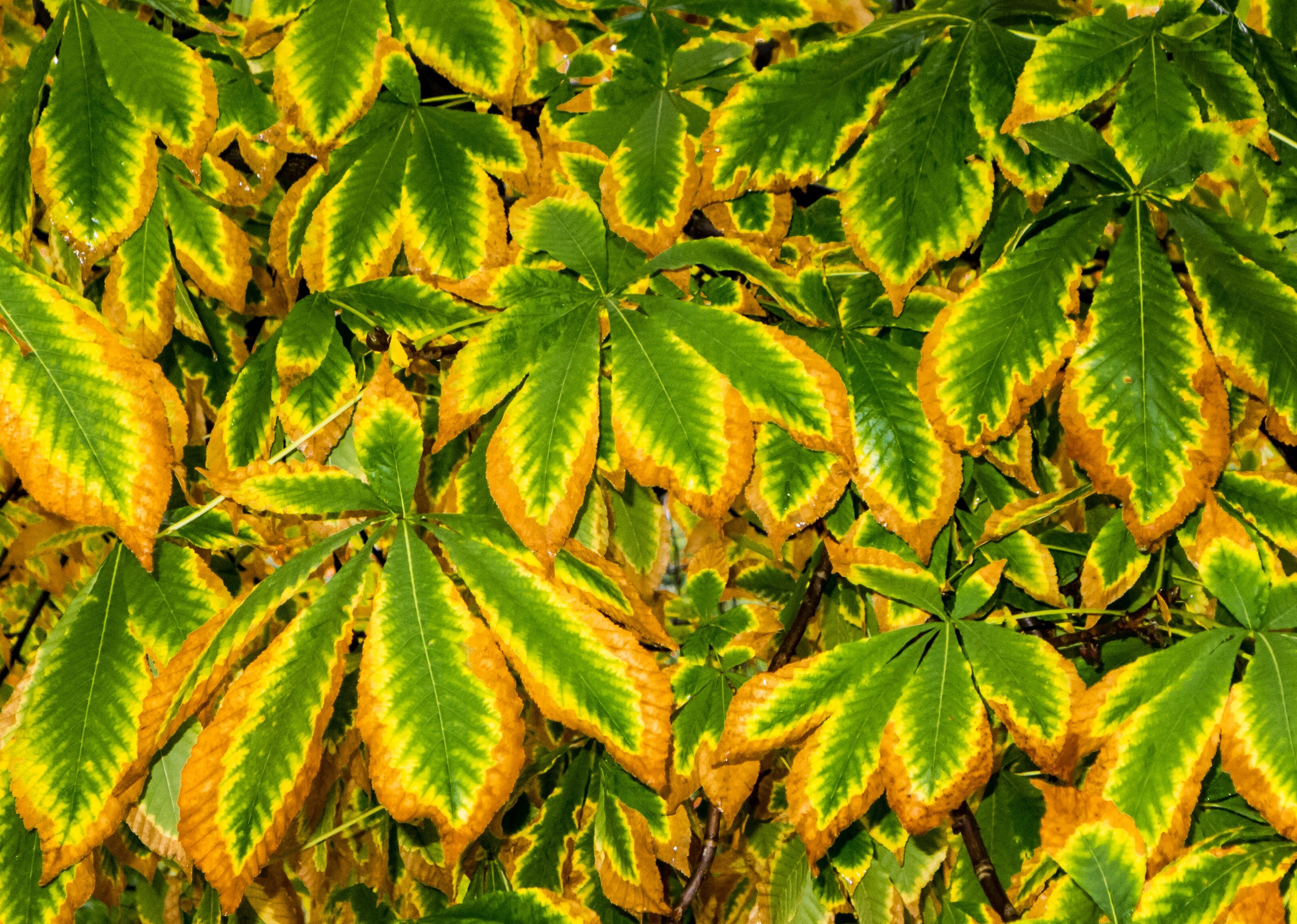 brown tree autumn nature autumn leaves leaves 4k, HD Wallpaper