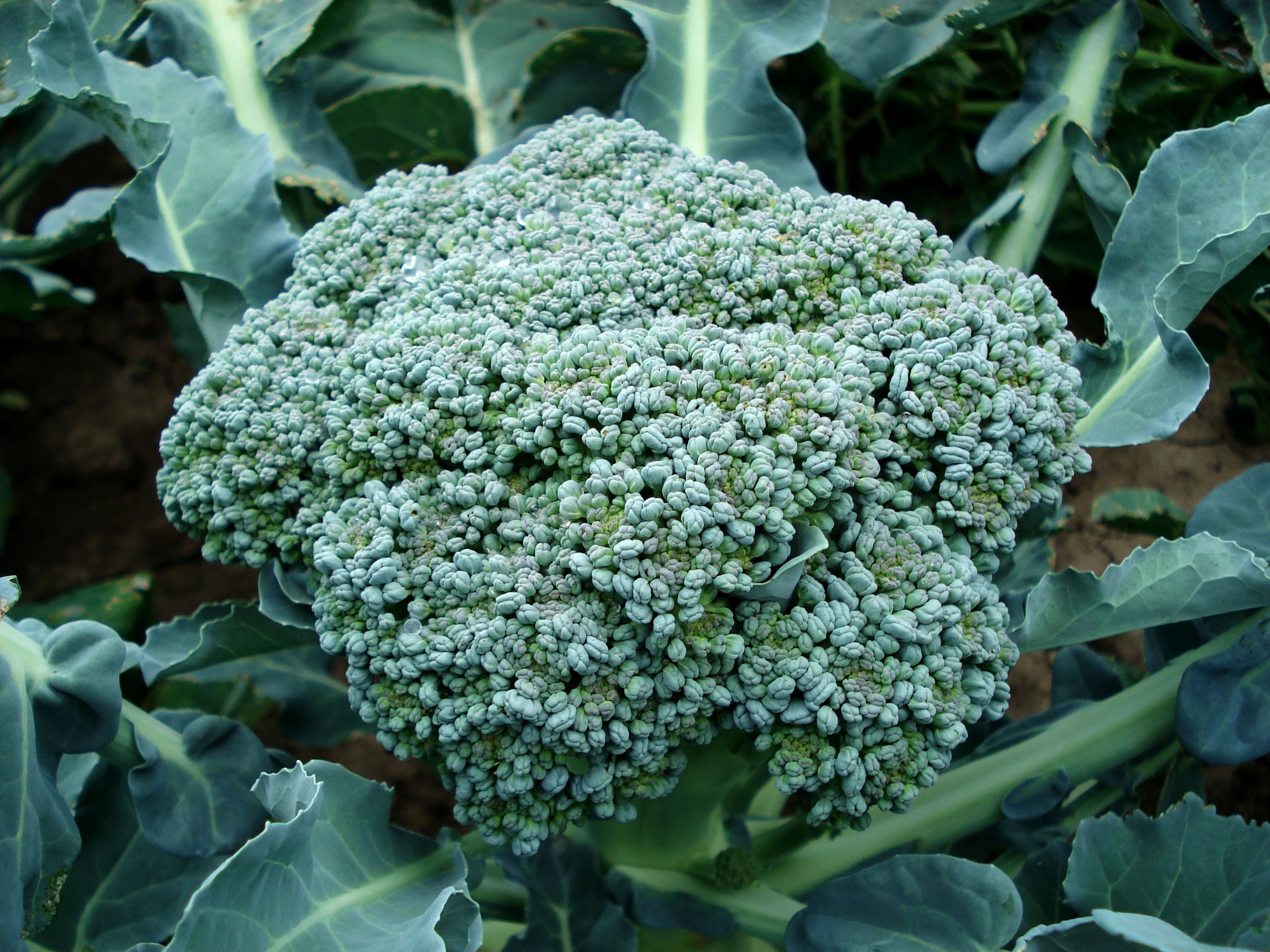 broccoli plant green food organic natural 4k, HD Wallpaper