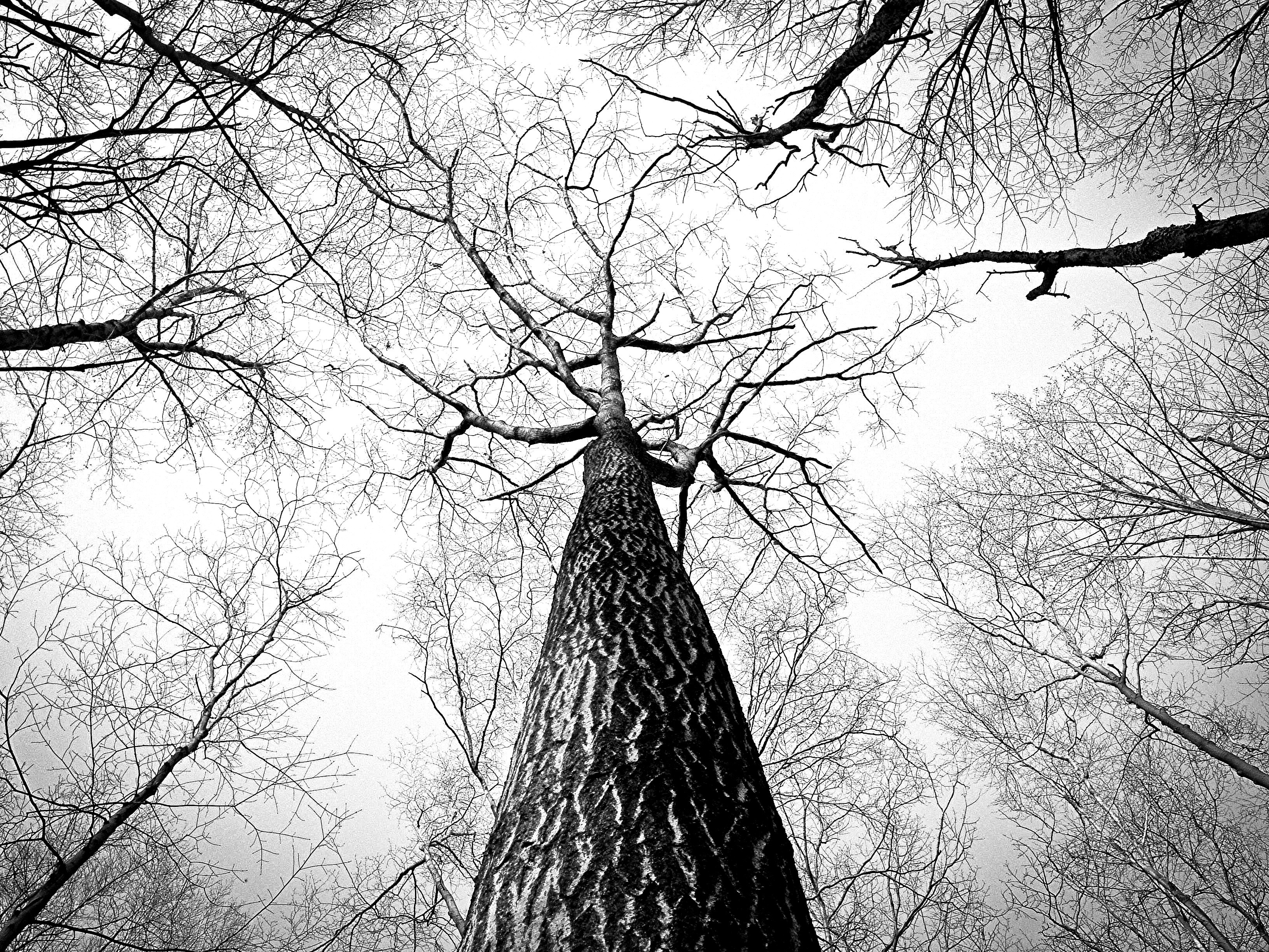 branches tree twigs bark high tall trees trunk 4k, HD Wallpaper