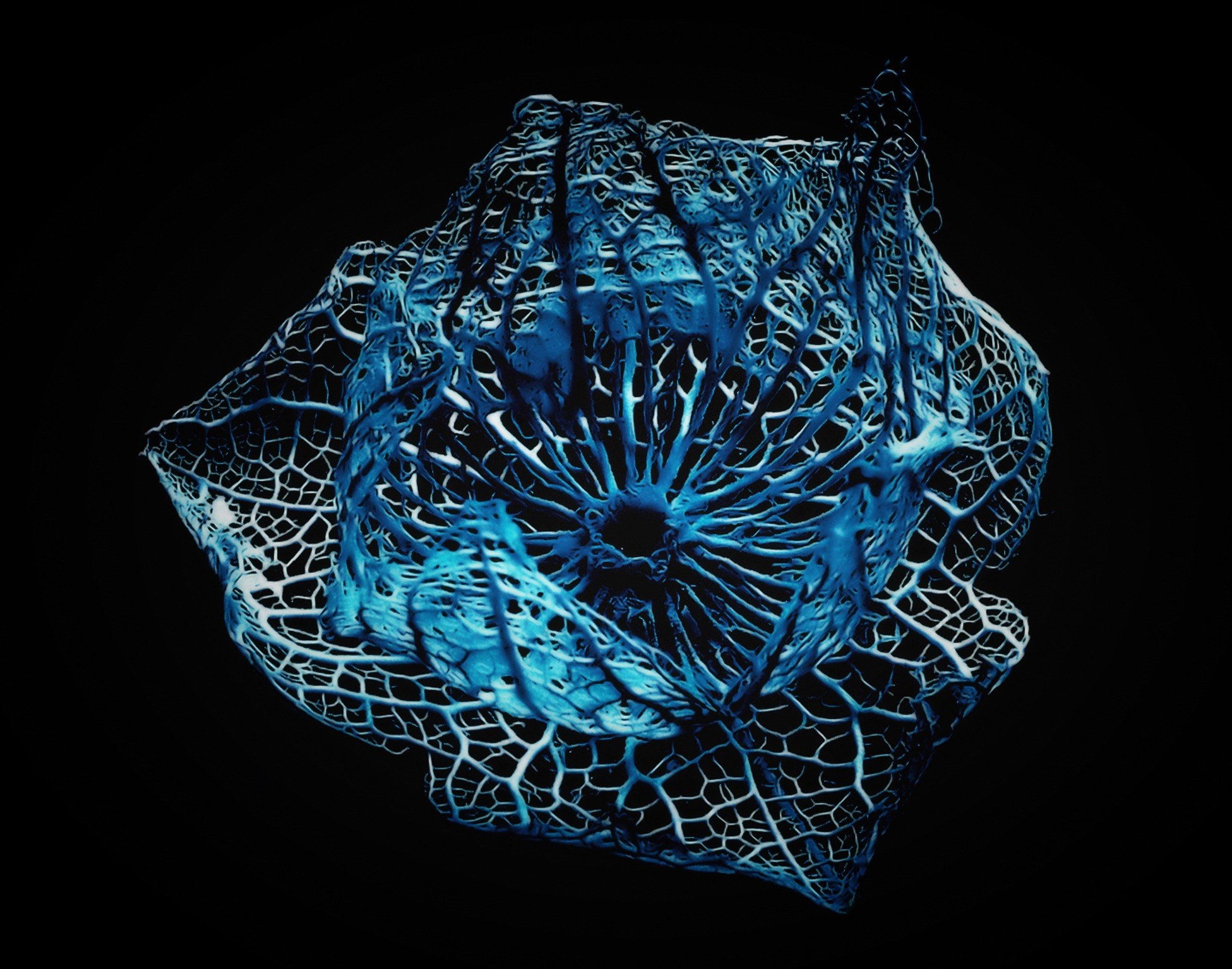 blue pflanzenrest isolated frame abstract art 4k, HD Wallpaper