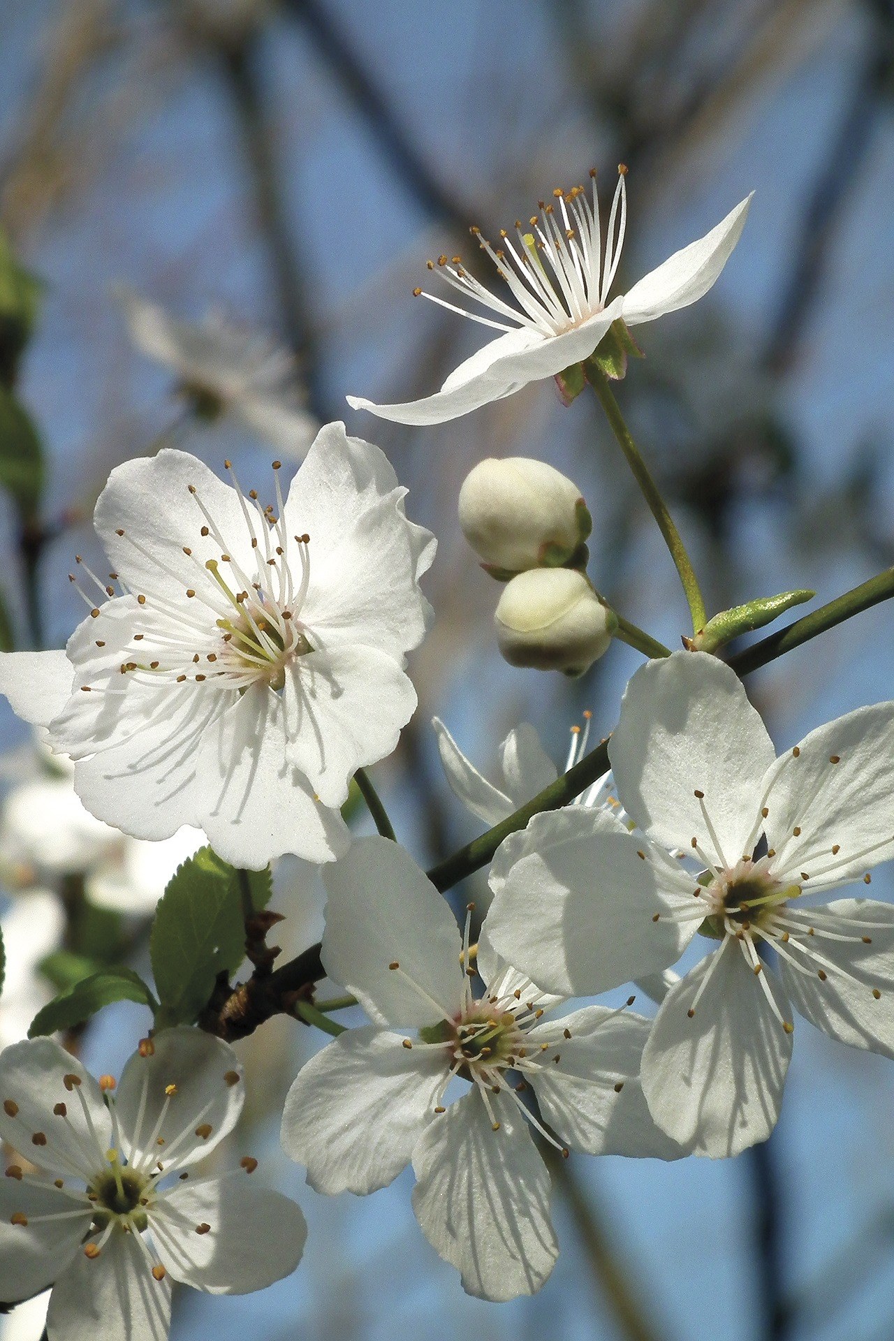 blossom bloom white spring fruit tree 4k, Phone HD Wallpaper