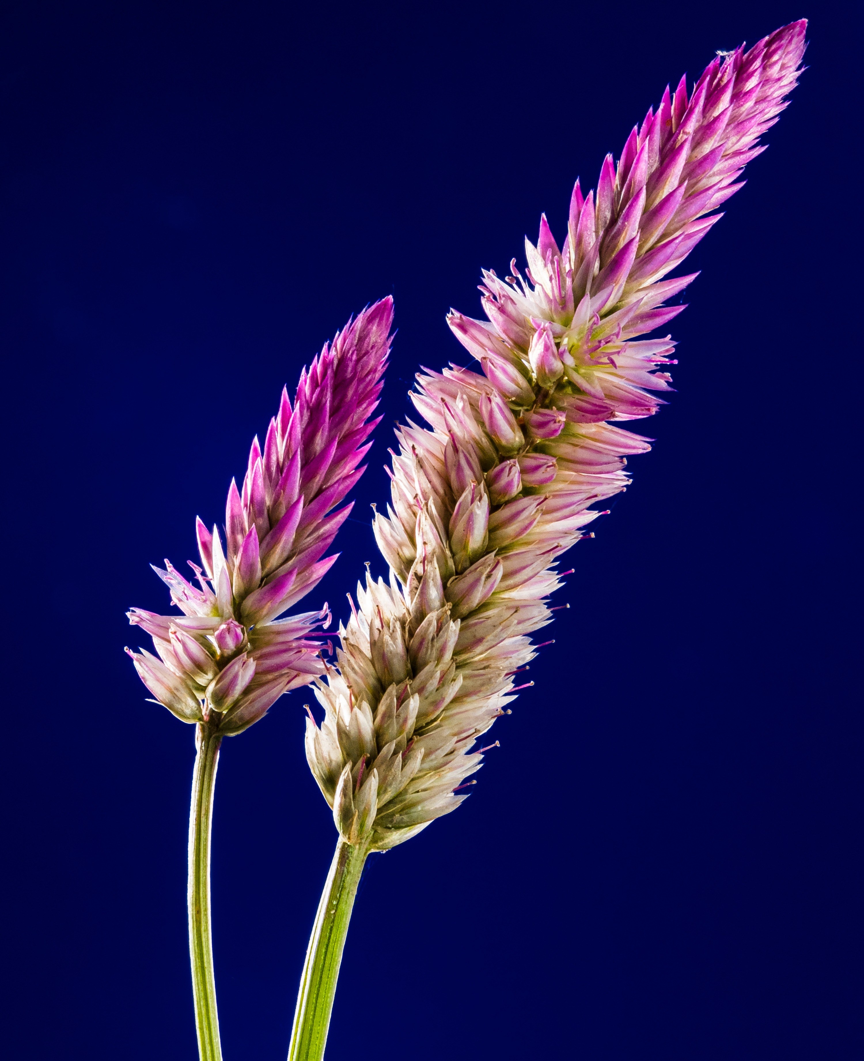 blossom bloom flower wild flower close 4k, Phone HD Wallpaper