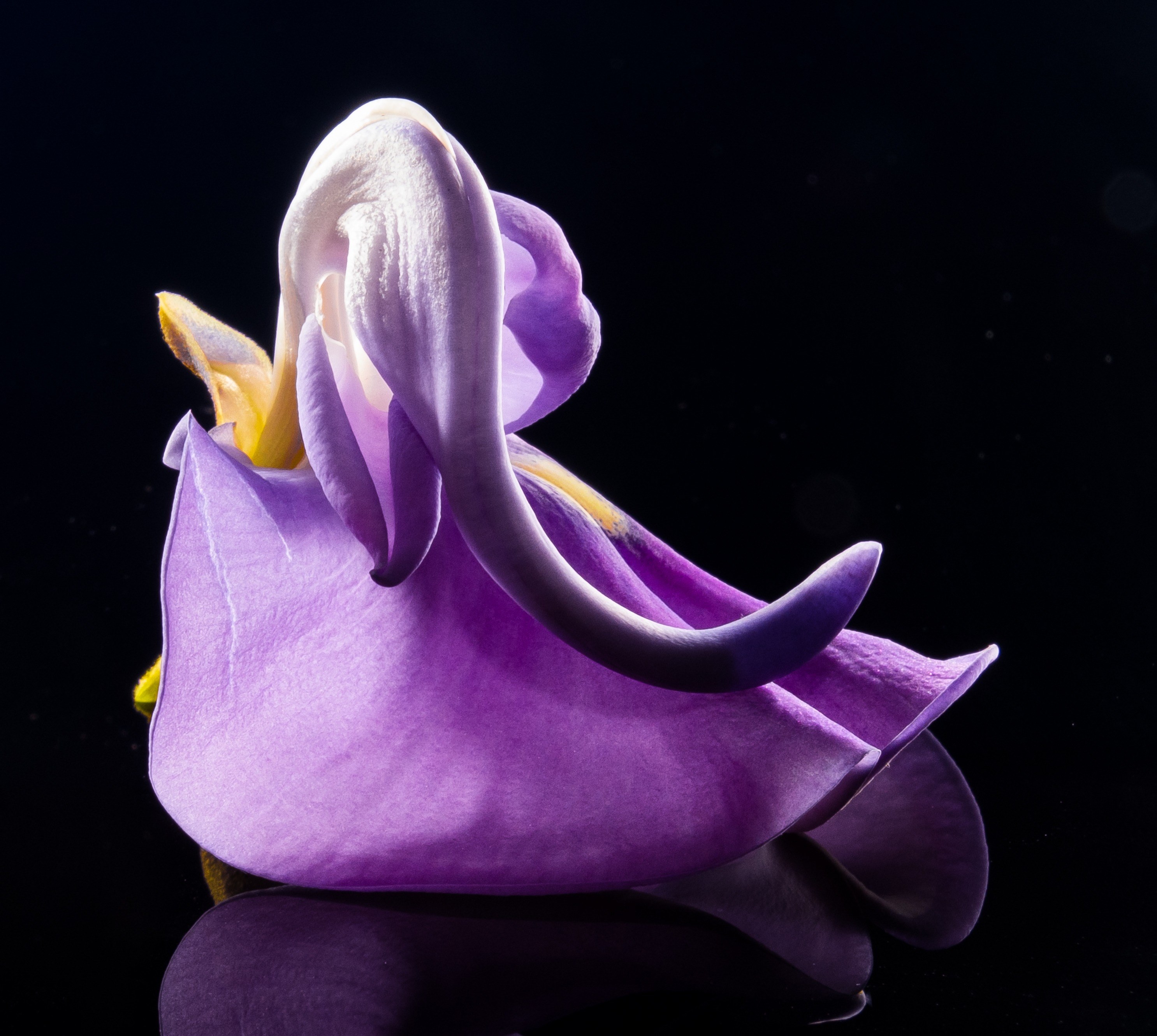 blossom bloom flower wild flower violet purple 4k, HD Wallpaper