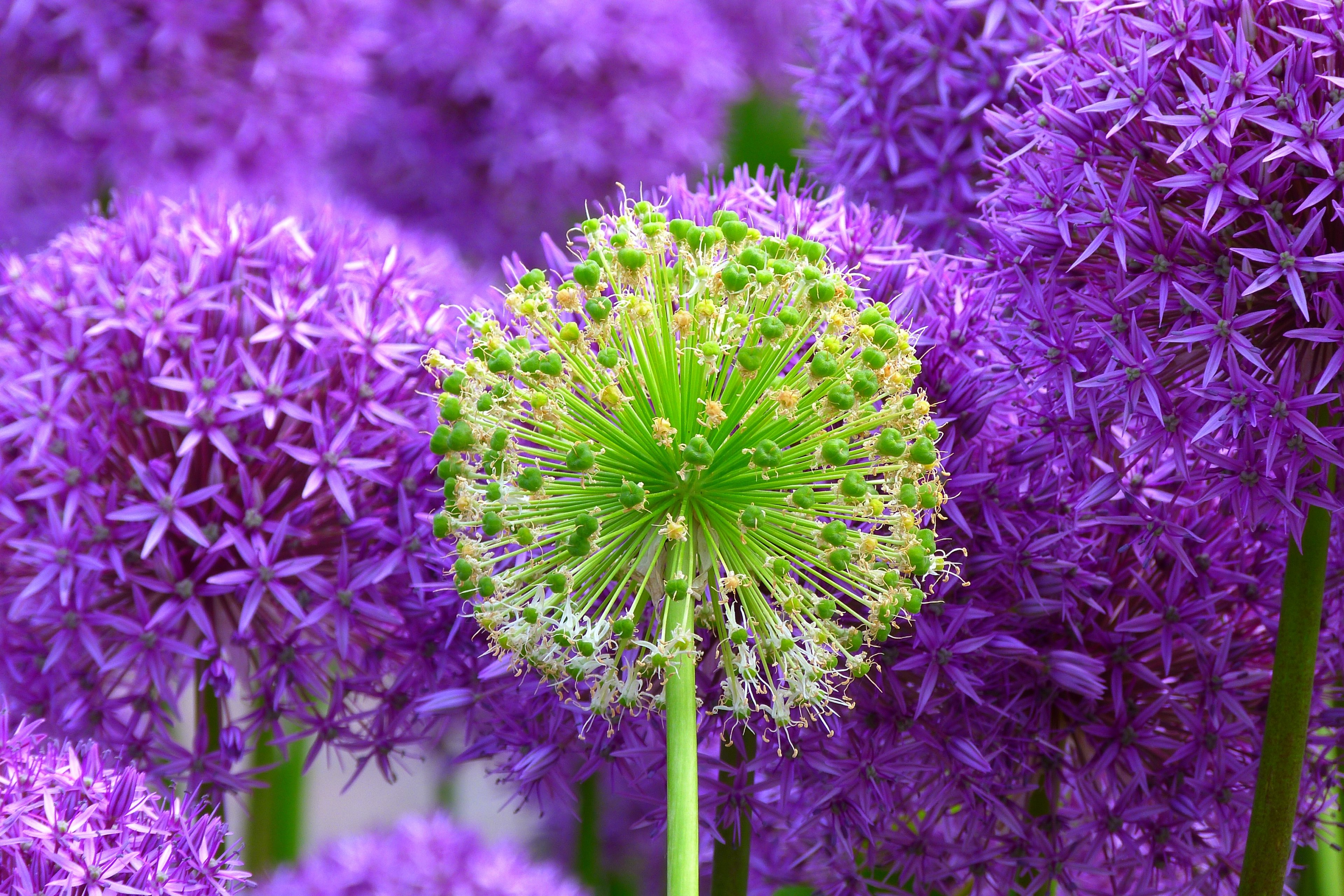 blossom bloom plant flowers purple violet 4k, HD Wallpaper