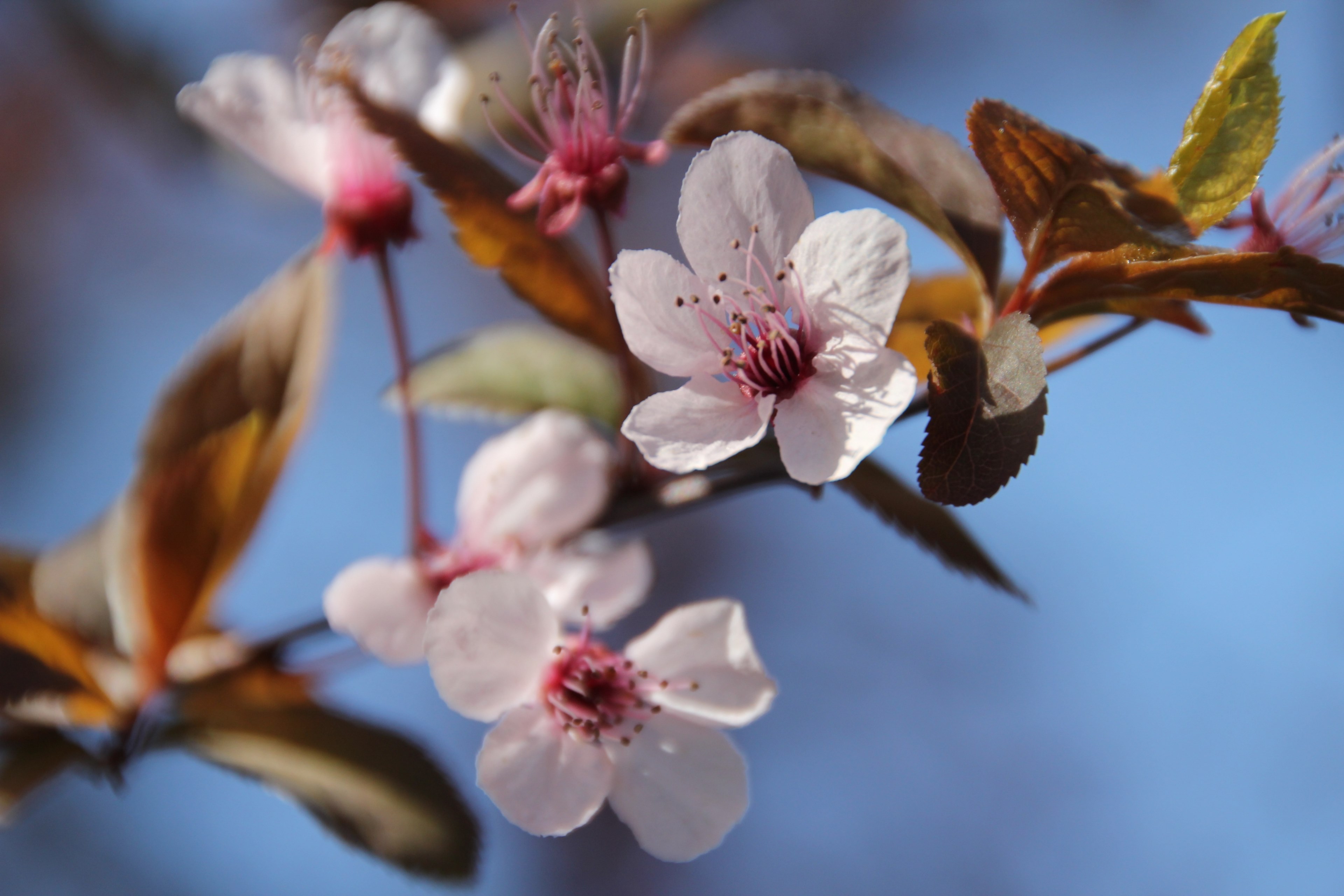 blossom bloom flower flora color white flowers 4k, HD Wallpaper