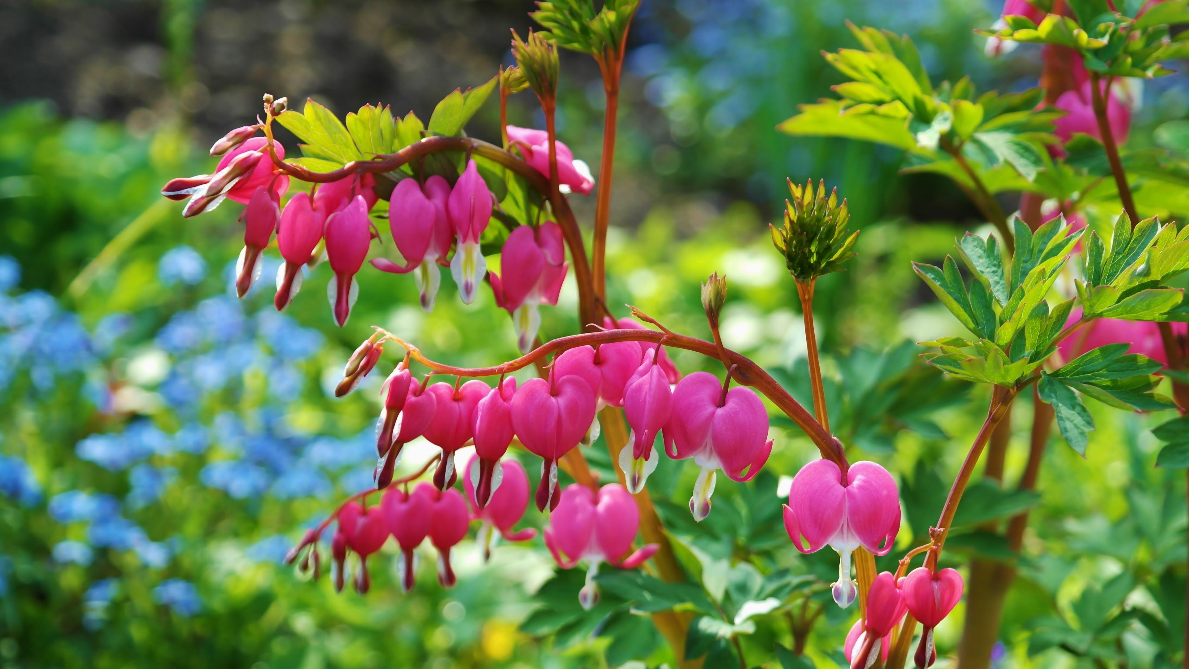 bleeding heart flowers pink ornamental plant bloom 4k, HD Wallpaper