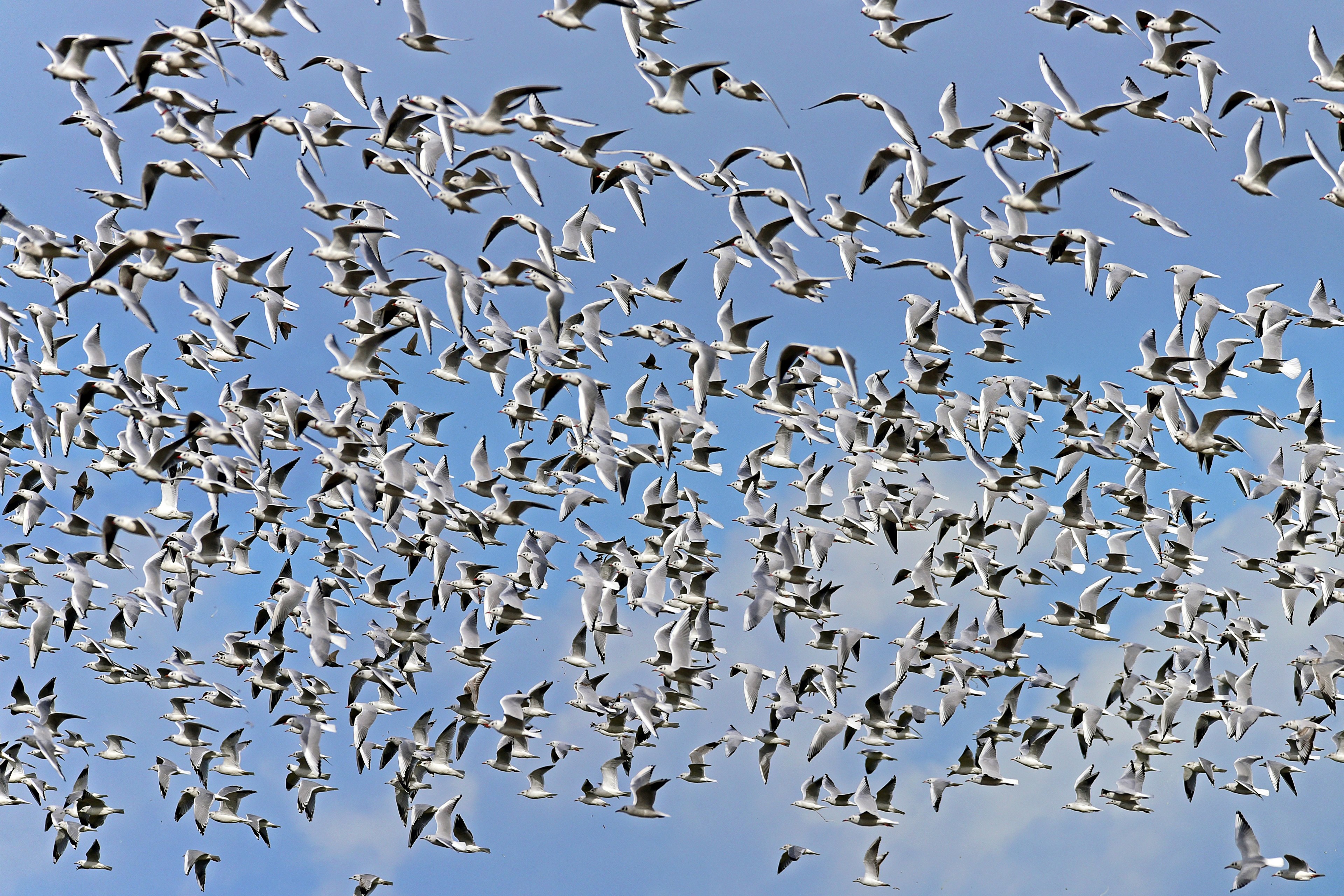 black headed gulls swarm flock of birds 4k, HD Wallpaper