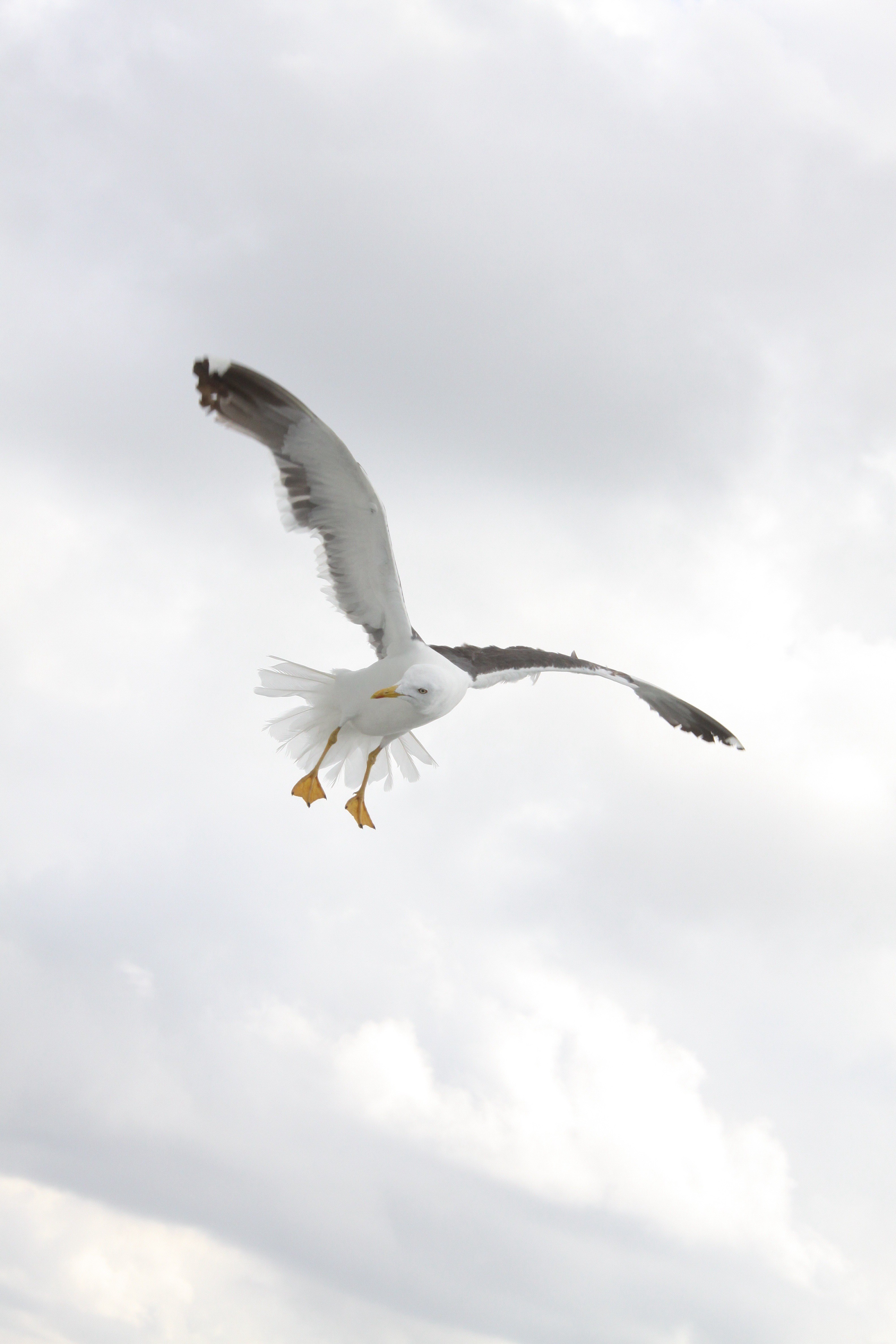 birds wings seagulls bird fly nature 4k, Phone HD Wallpaper
