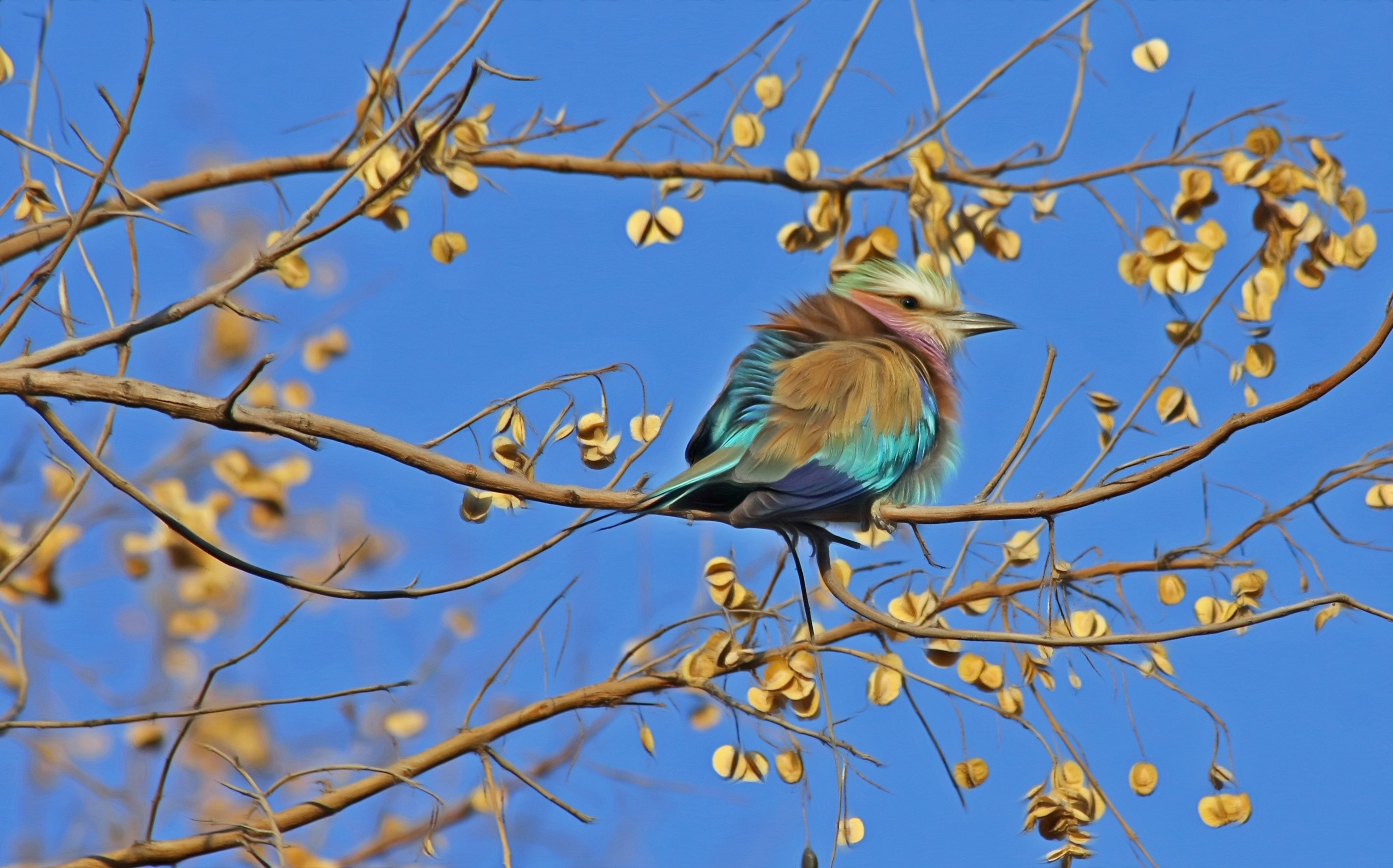 bird songbird cute close animal animal world 4k, HD Wallpaper